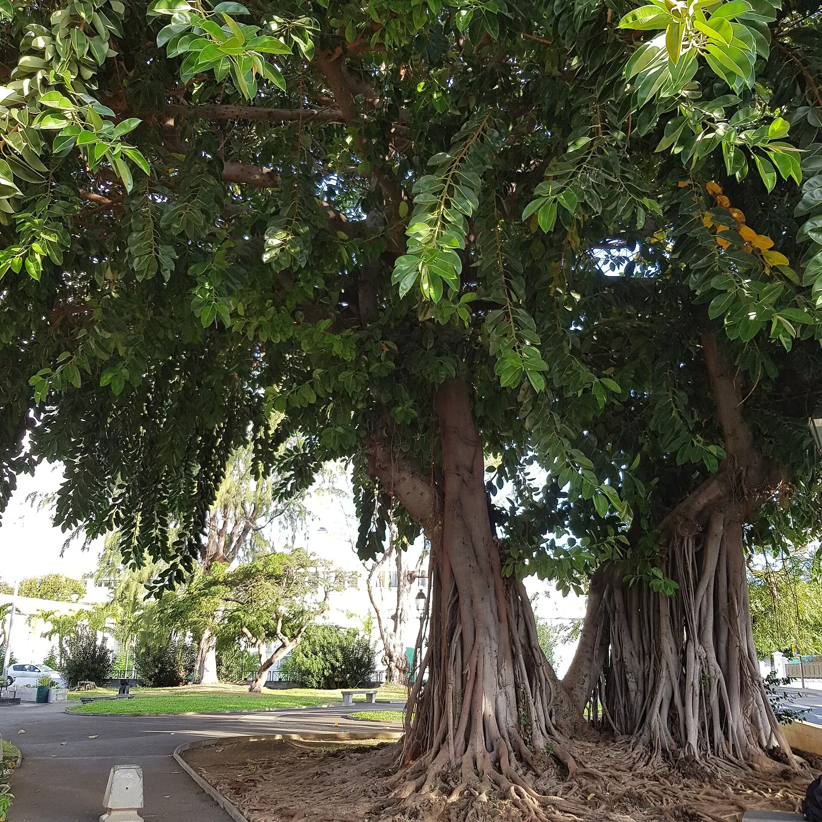 Ghost Rider™ Shivereana Moonshine (Ficus elastica) — commonly referred to as Ghost Rider™ Shivereana Moonshine