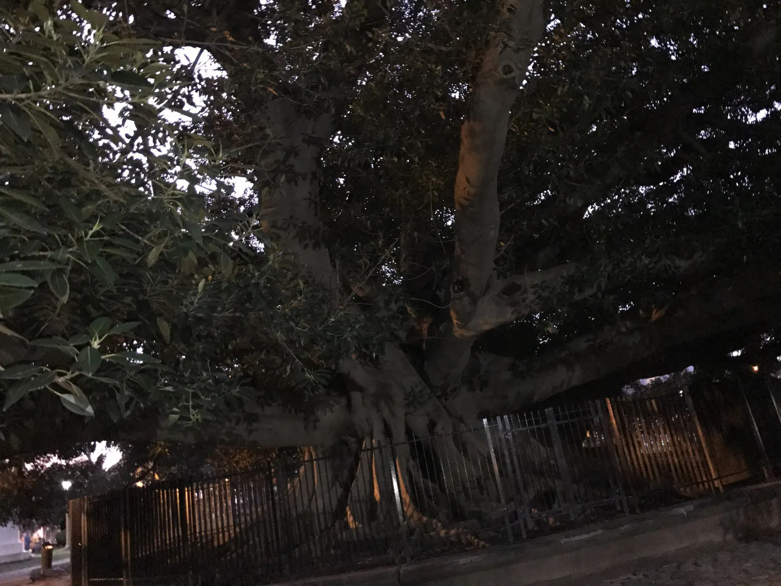 Ghost Rider™ Shivereana Moonshine (Ficus elastica) — moonlit variegation.<br><br>With its naturally upright habit