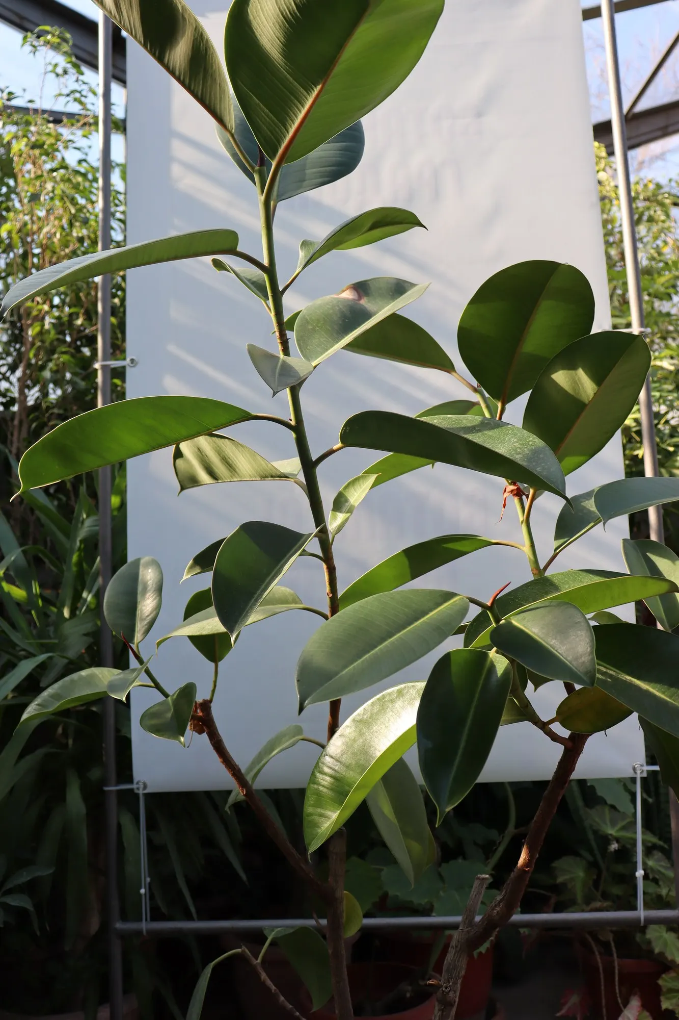 Ghost Rider™ Shivereana Moonshine (Ficus elastica) — It grows upright to about 3-6 feet indoors and 2-3 feet wide
