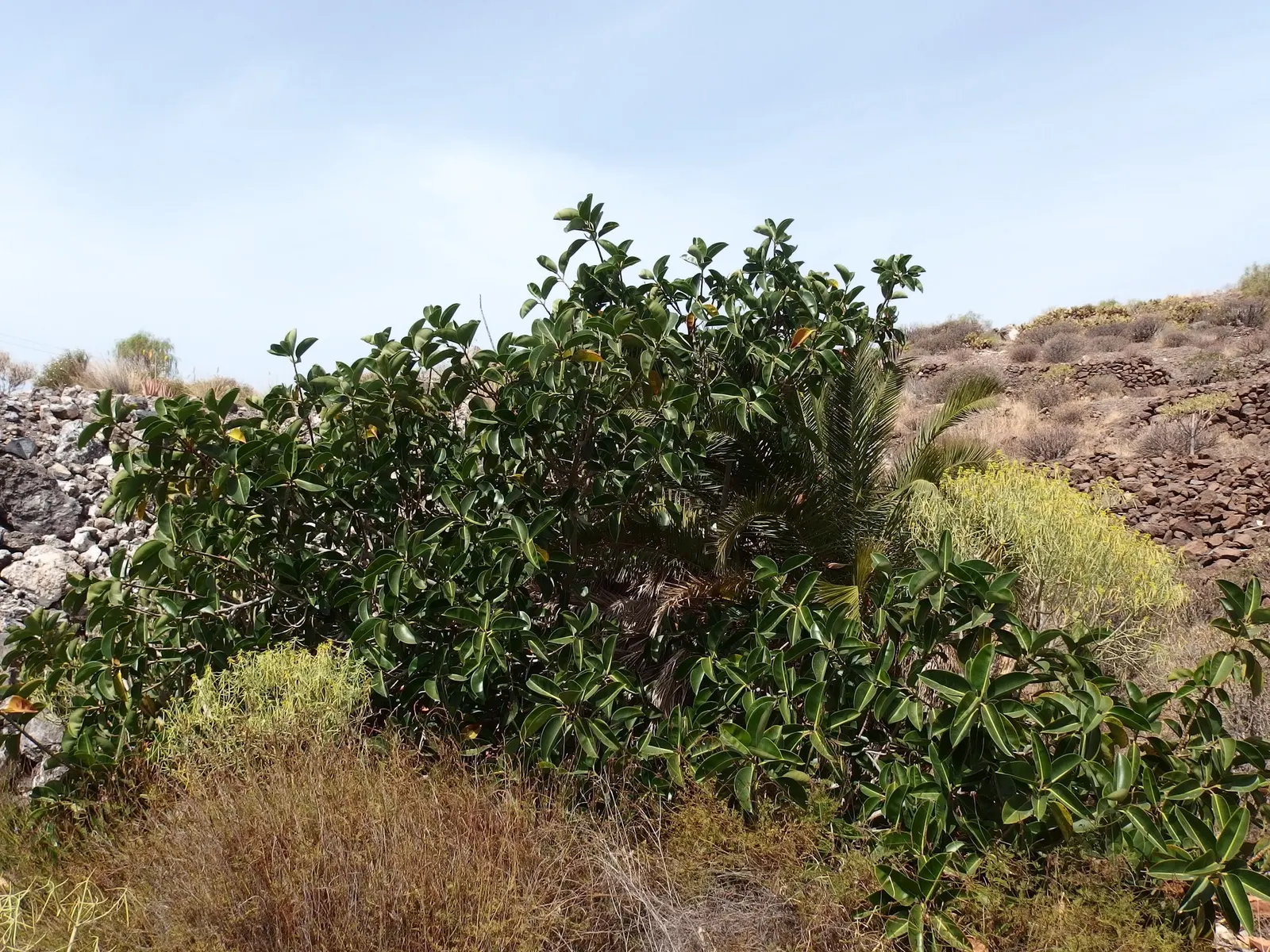 Ghost Rider™ Shivereana Moonshine (Ficus elastica) — Its red-orange petioles add a warm contrast at the leaf joints