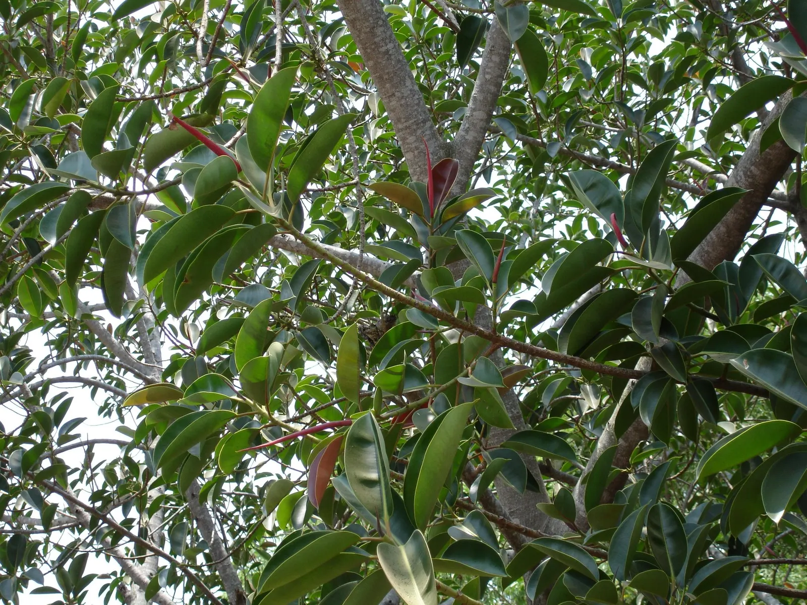 Ghost Rider™ Shivereana Moonshine (Ficus elastica) — creating a luminous foliage effect that feels both refined and unexpected