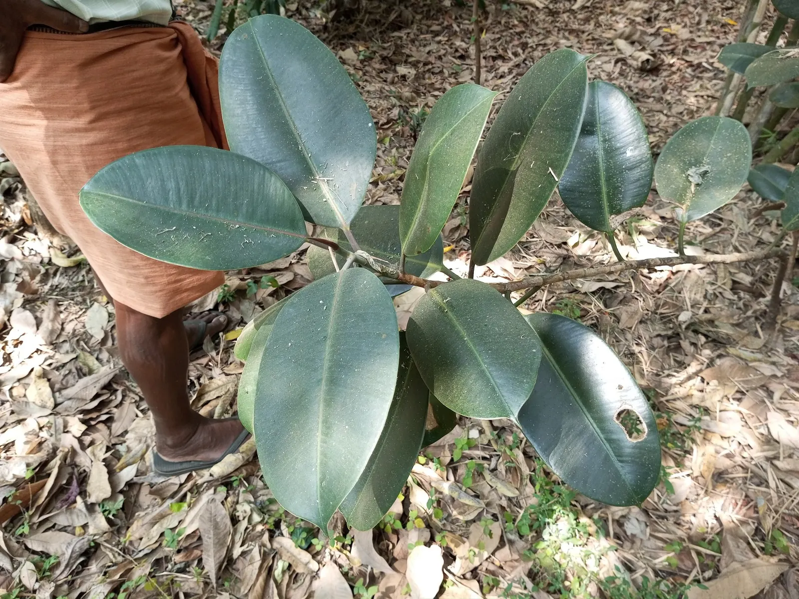 Ghost Rider™ Shivereana Moonshine (Ficus elastica) — Provide bright to medium light, a well-drained potting mix, and water when the top soil dries