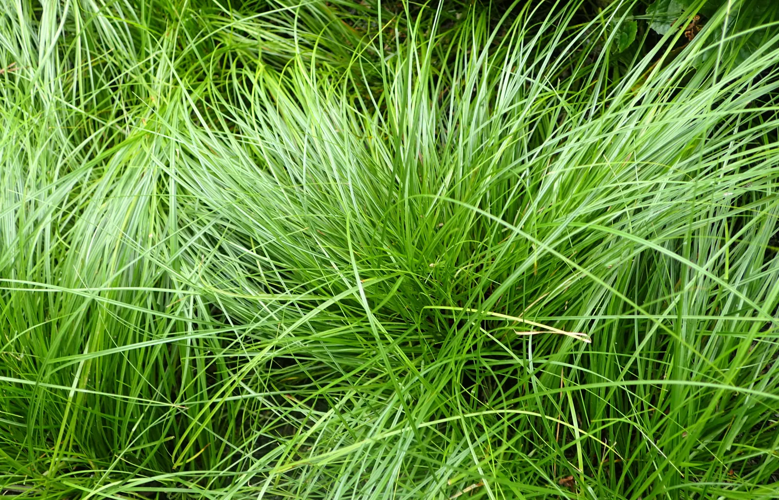 Pennsylvania Sedge (Carex Pensylvanica) — it prefers partial to full shade and tolerates dry soil