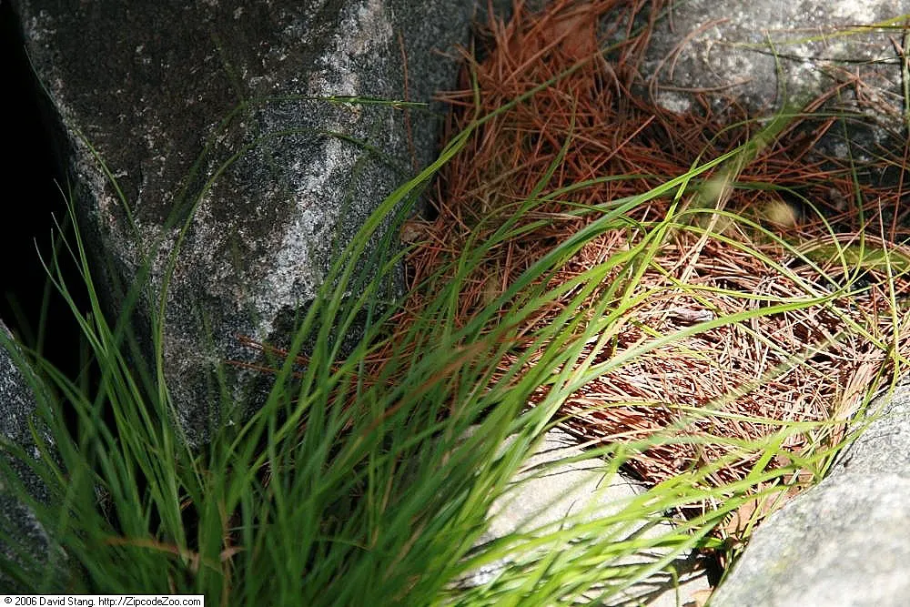 Pennsylvania Sedge (Carex Pensylvanica) — This sedge forms a dense carpet