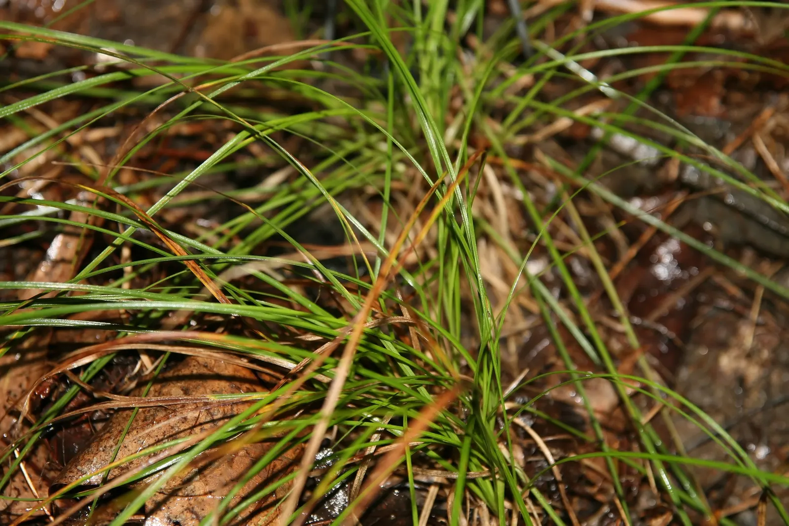 Pennsylvania Sedge (Carex Pensylvanica) — It features fine-textured, arching green blades, growing 6-12 inches tall with a 12-18 inches spread