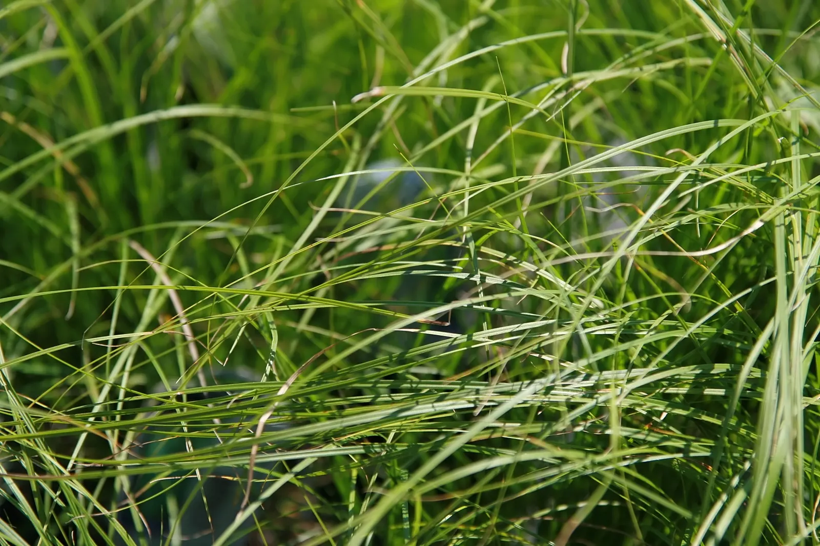 Pennsylvania Sedge (Carex Pensylvanica) — excellent for erosion control