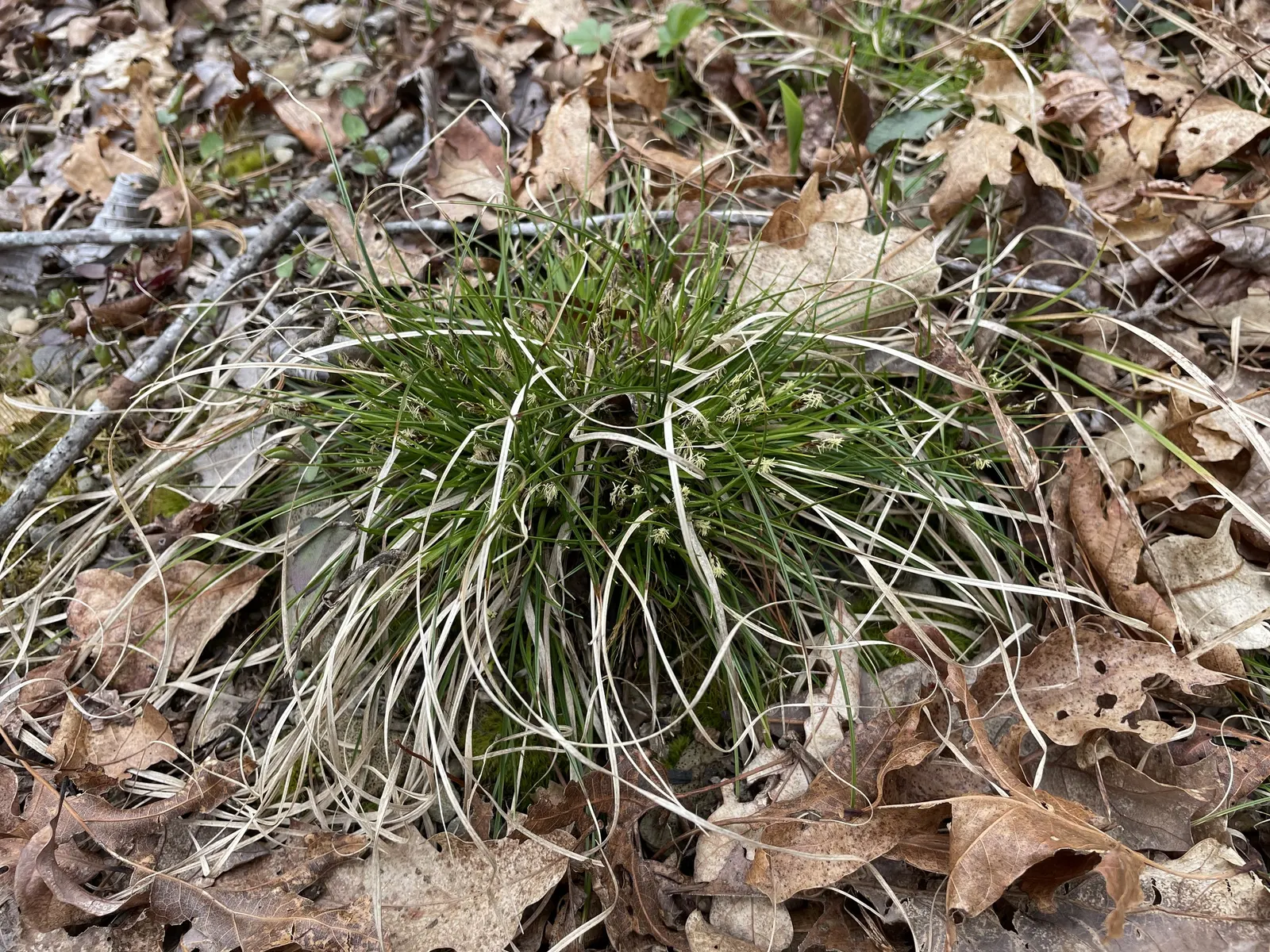 Pennsylvania Sedge (Carex Pensylvanica) — scientifically known as Carex pensylvanica