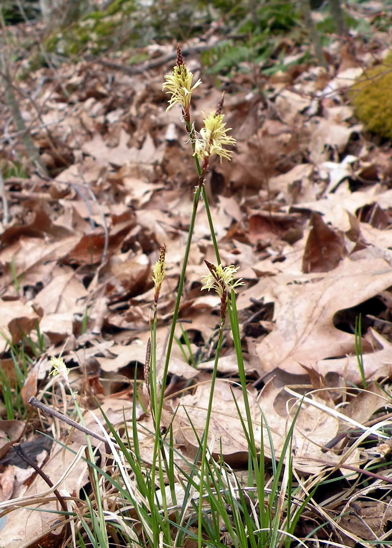Pennsylvania Sedge (Carex Pensylvanica) — The delicate green foliage is densely packed
