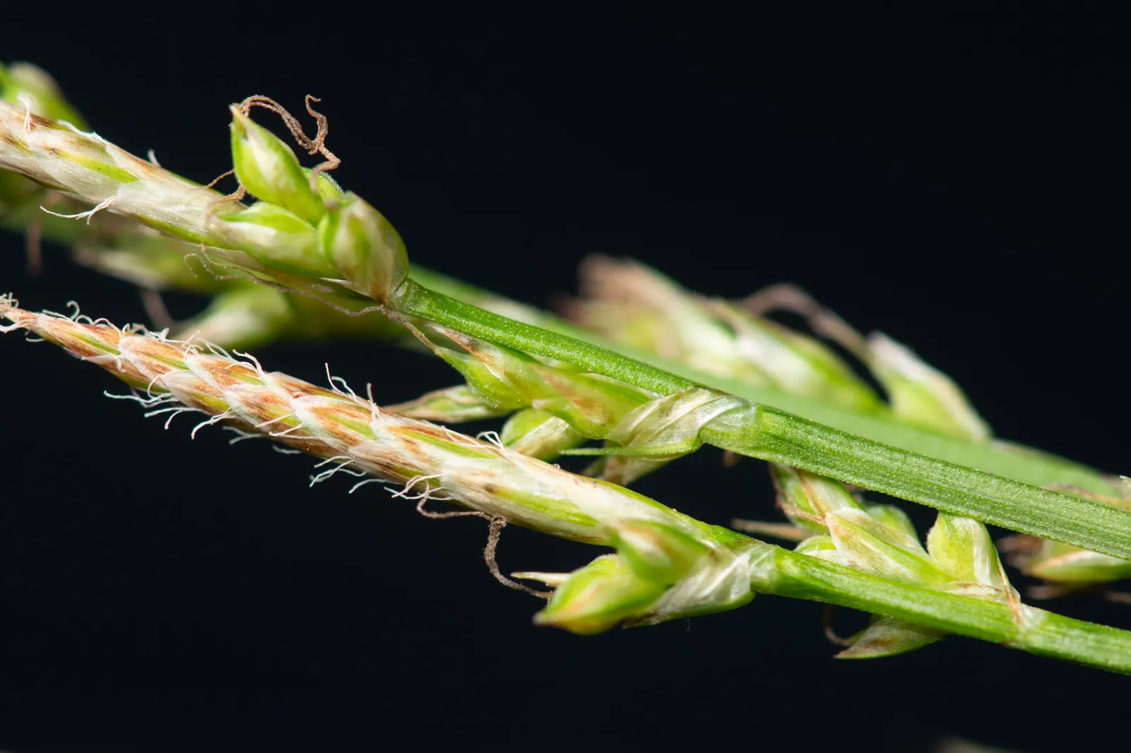 Pennsylvania Sedge (Carex Pensylvanica) — Pennsylvania Sedge forms a fine-textured carpet of narrow