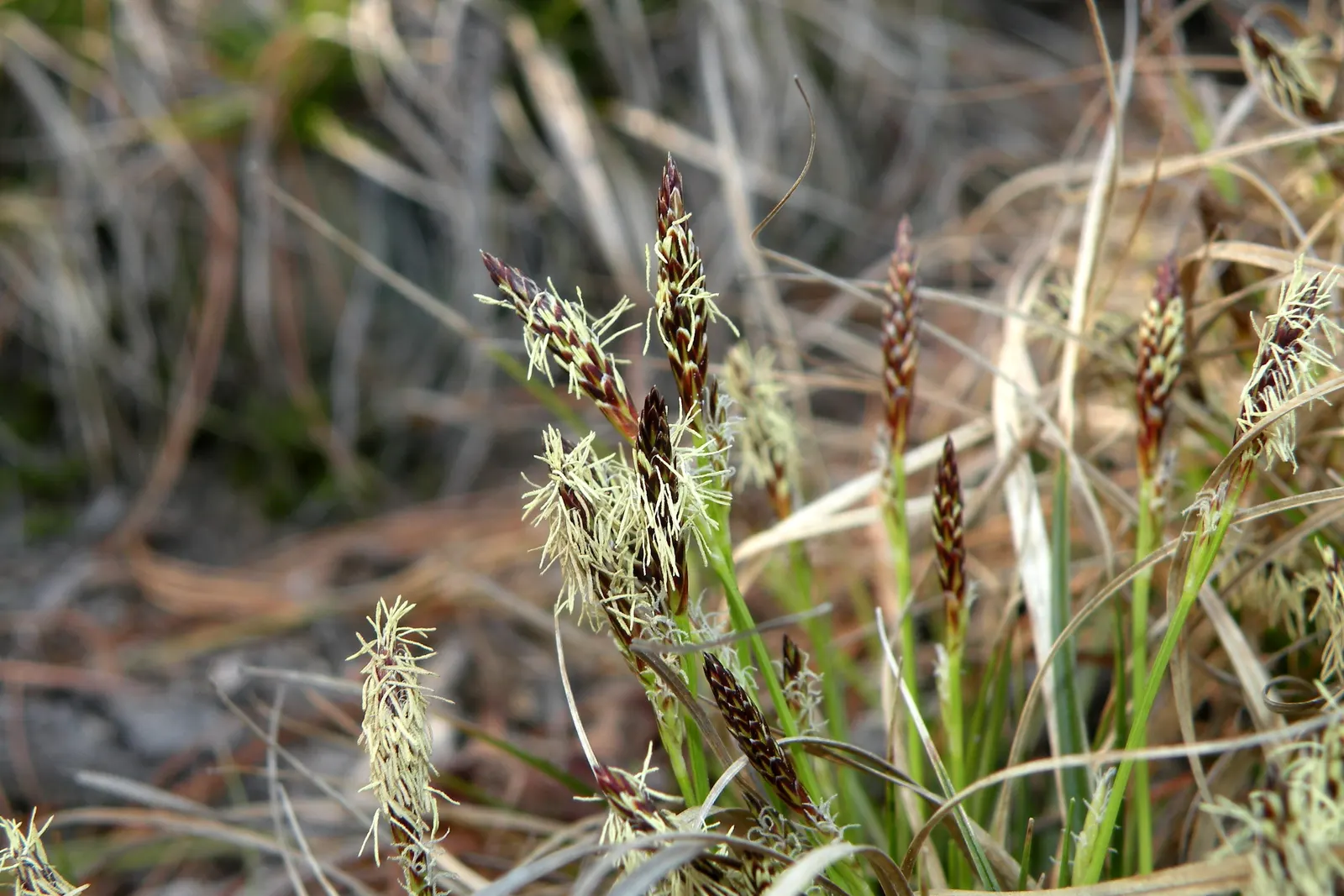 Pennsylvania Sedge (Carex Pensylvanica) — Thriving in USDA zones 3-8