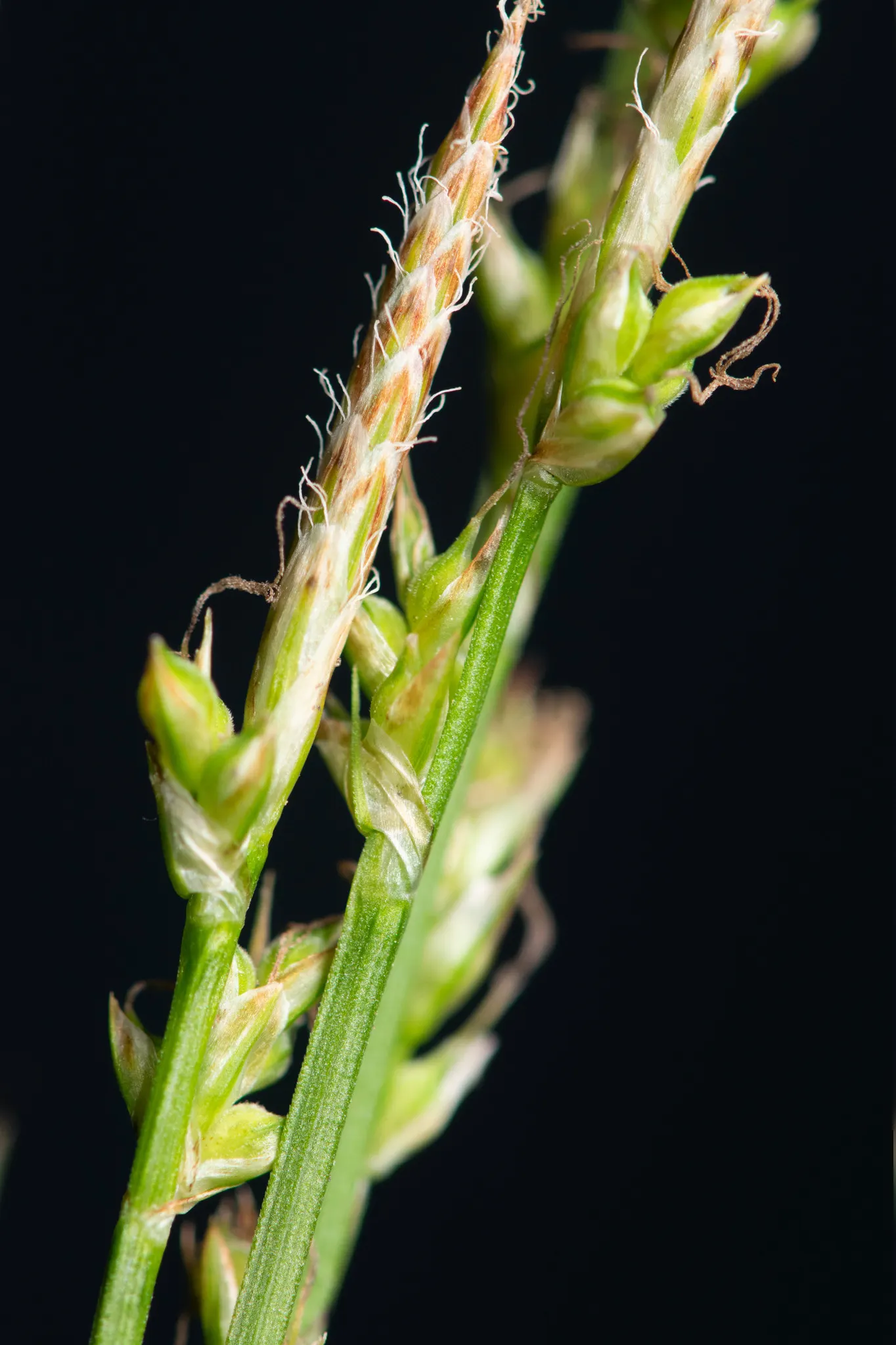 Pennsylvania Sedge (Carex Pensylvanica) — Pennsylvania Sedge is best grown in partial to full shade conditions