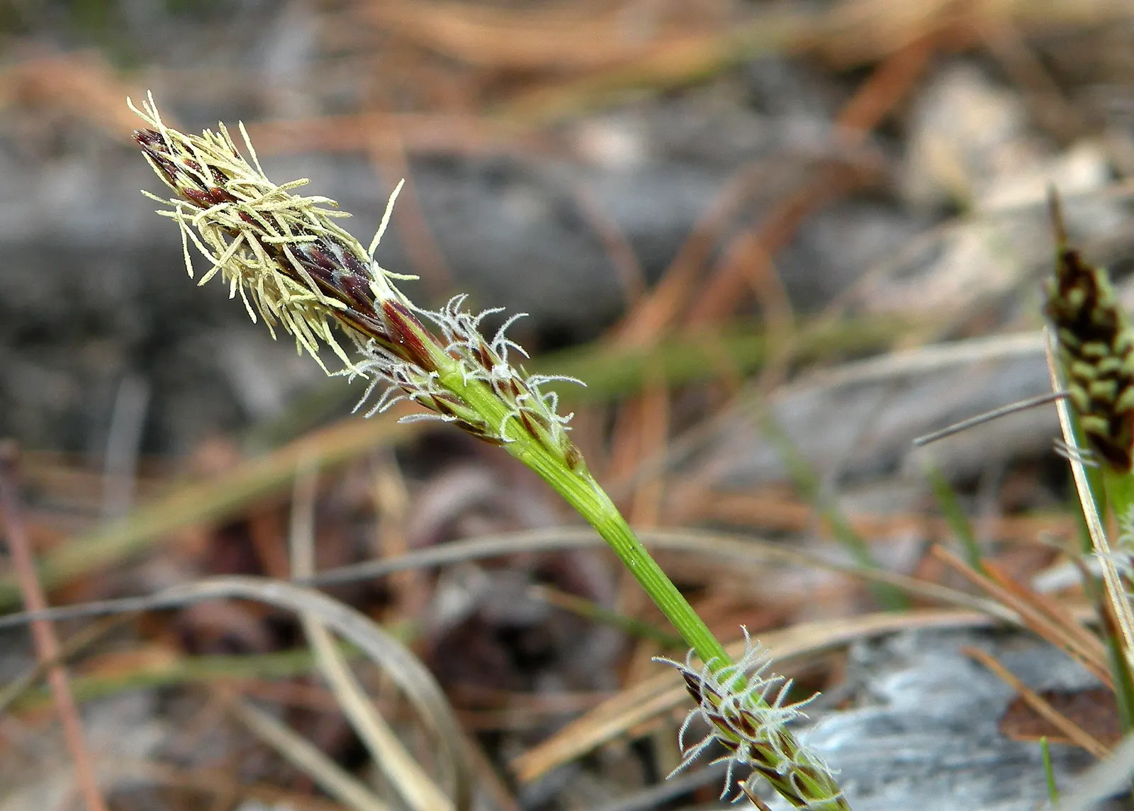 Pennsylvania Sedge (Carex Pensylvanica) — creating an excellent ground cover that is very effective at suppressing weeds
