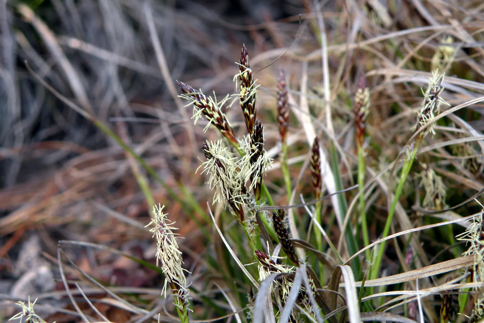 Pennsylvania Sedge (Carex Pensylvanica) — Carex pensylvanica, or Pennsylvania Sedge, is a resilient, low-maintenance perennial grass