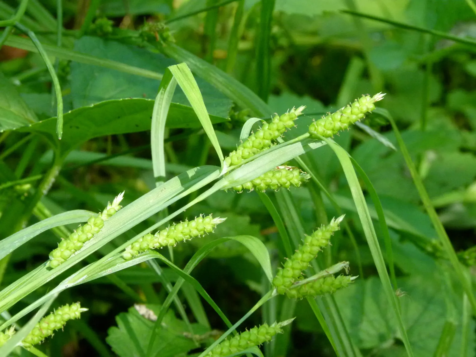 Pennsylvania Sedge (Carex Pensylvanica) — clump-forming perennial grass that is native to North American woodlands