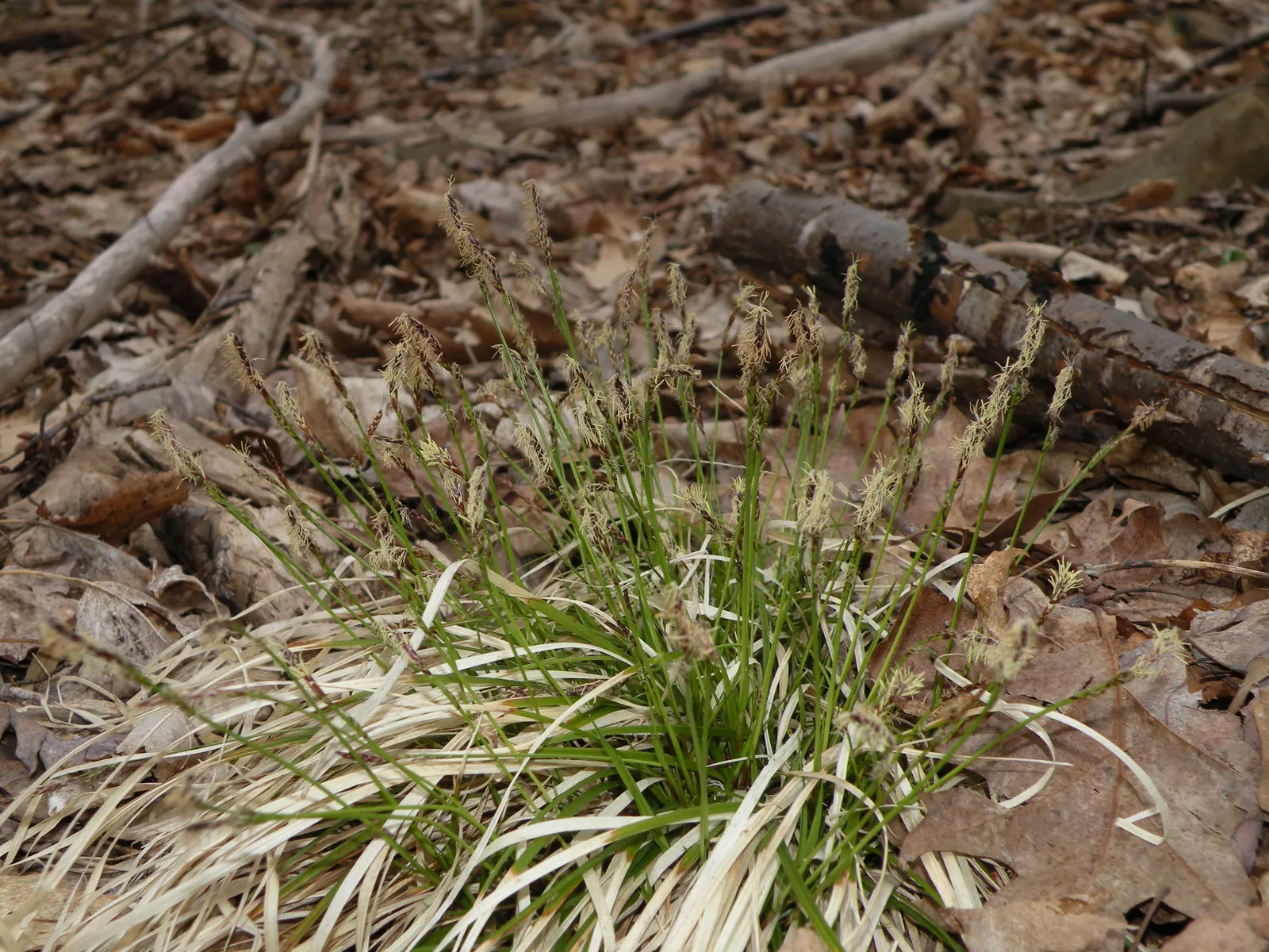 Pennsylvania Sedge (Carex Pensylvanica) — making it ideal for woodland gardens