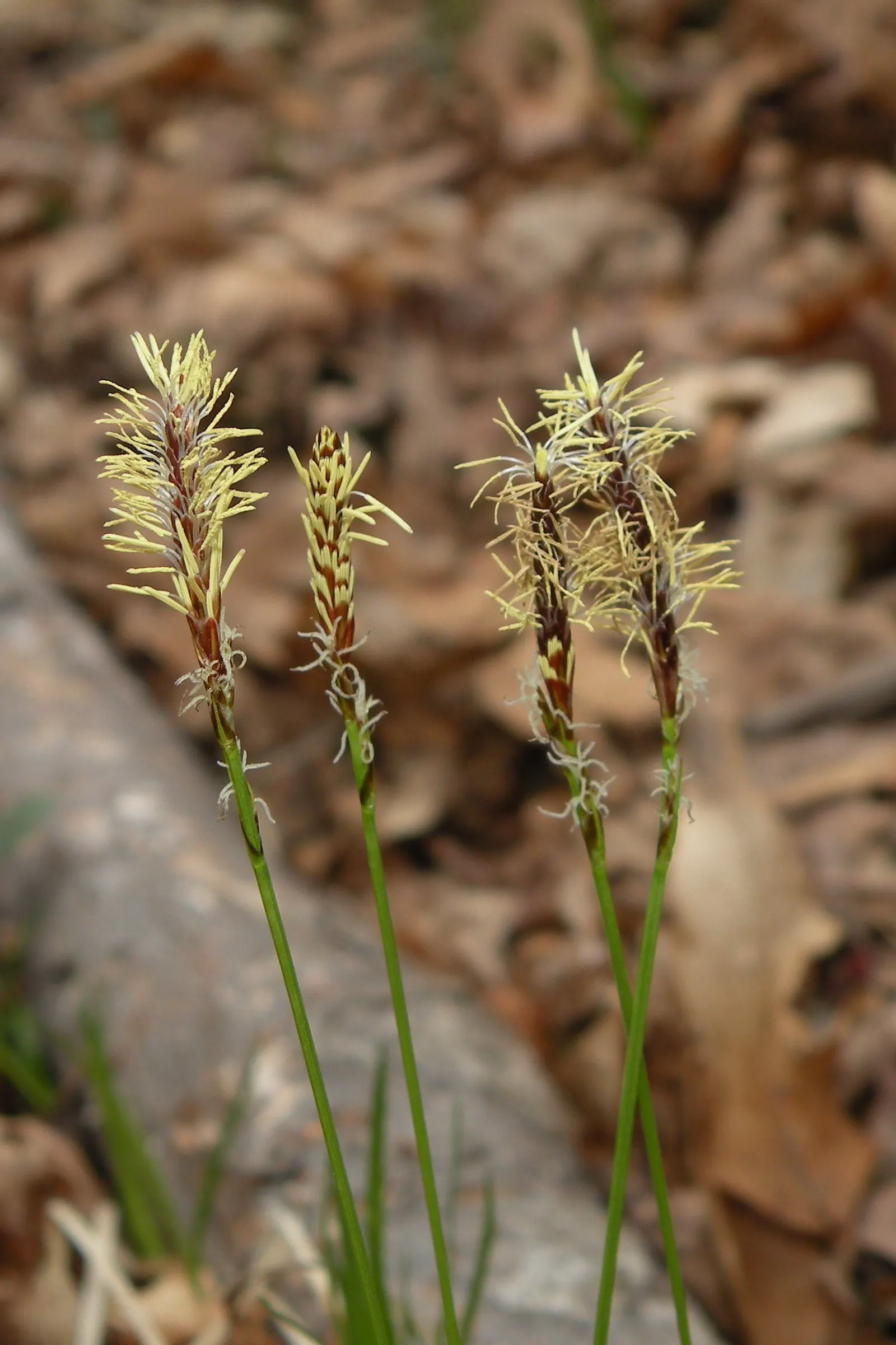 Pennsylvania Sedge (Carex Pensylvanica) — and offers a native groundcover option that's deer-resistant and drought-tolerant