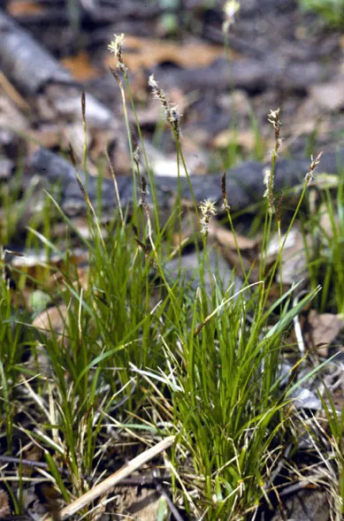 Pennsylvania Sedge (Carex Pensylvanica) — It is durable, seldom needing water once established, and is tolerant of poor and drier soils