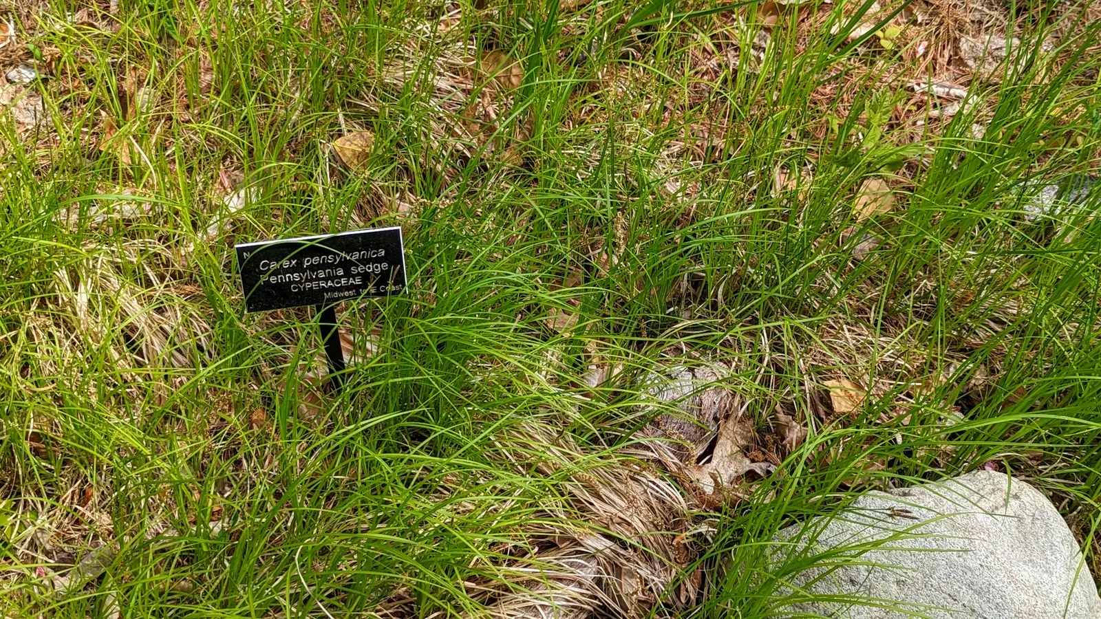 Pennsylvania Sedge (Carex Pensylvanica) — offering subtle visual interest.<br><br>This sedge is particularly noted for its low maintenance requirements