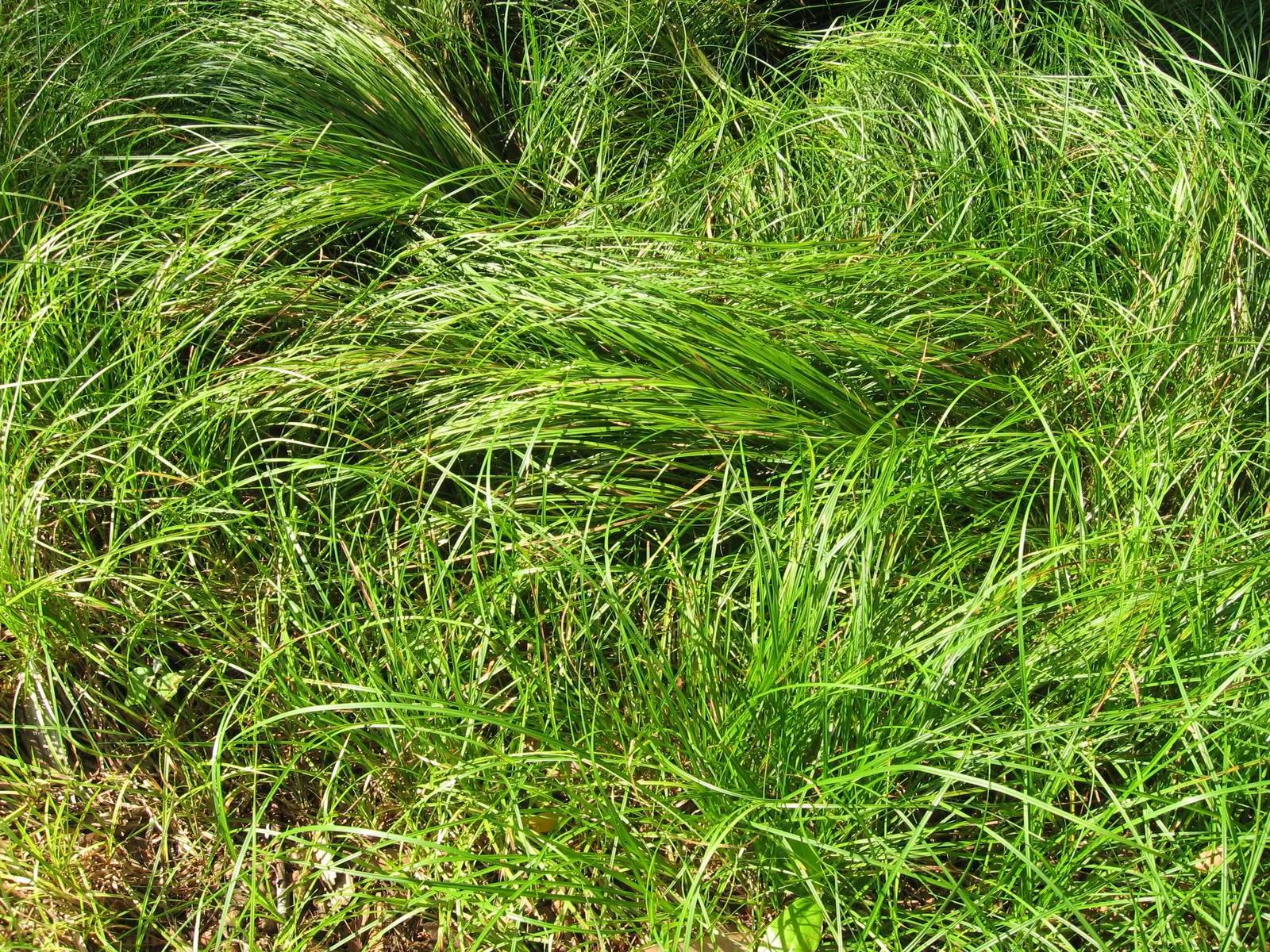 Pennsylvania Sedge (Carex Pensylvanica) — greenish-brown flower spikes emerge