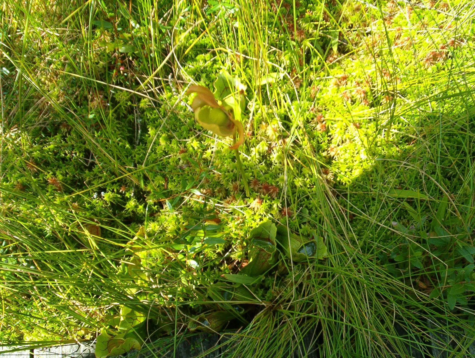 Pennsylvania Sedge (Carex Pensylvanica) — It thrives in USDA hardiness zones 3 through 8, demonstrating exceptional cold hardiness