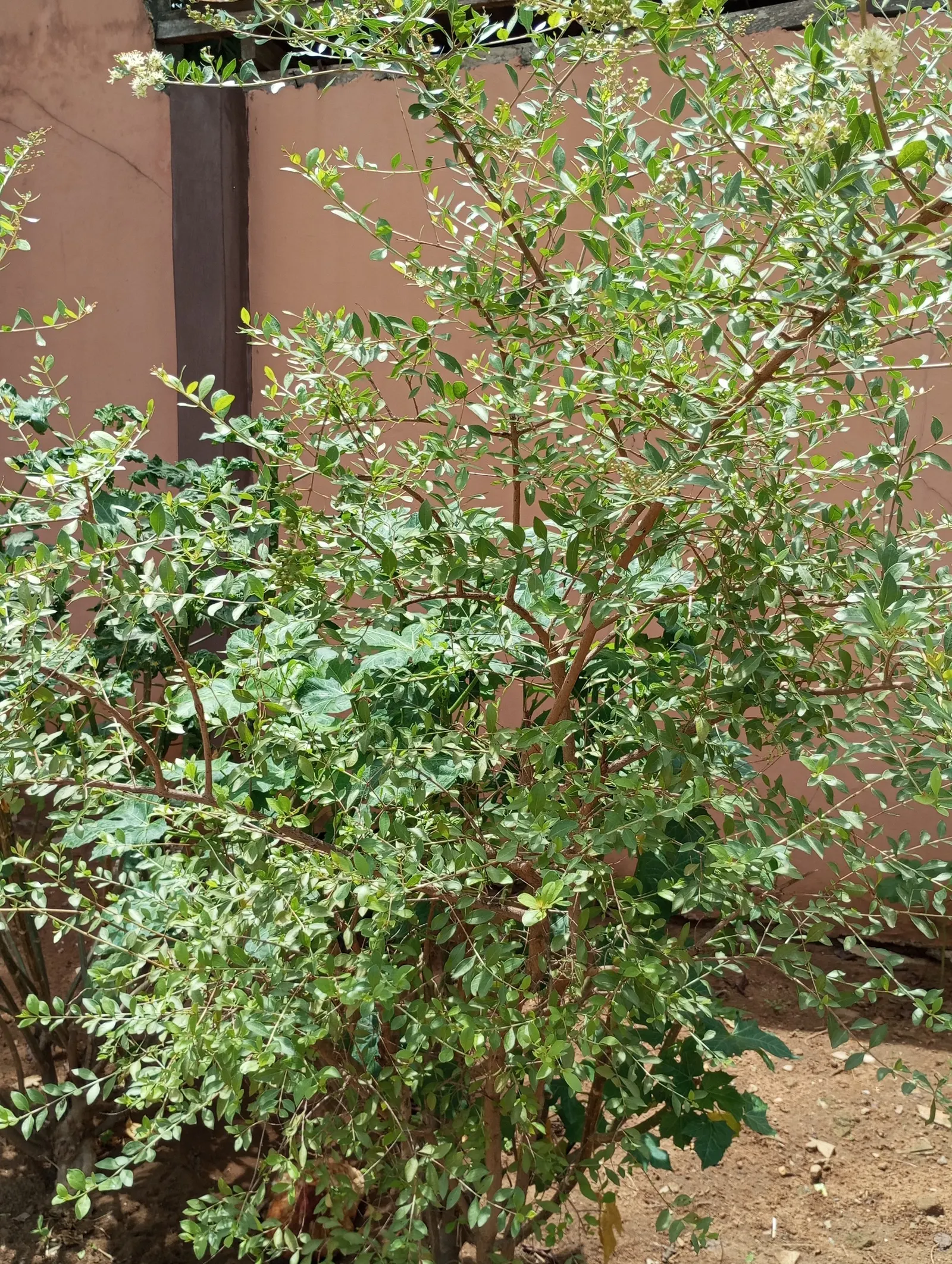 Sweet Broom (Genista Spachiana) — preferring full sun exposure to partial shade for optimal performance; shrub with yellow blooms, image 62