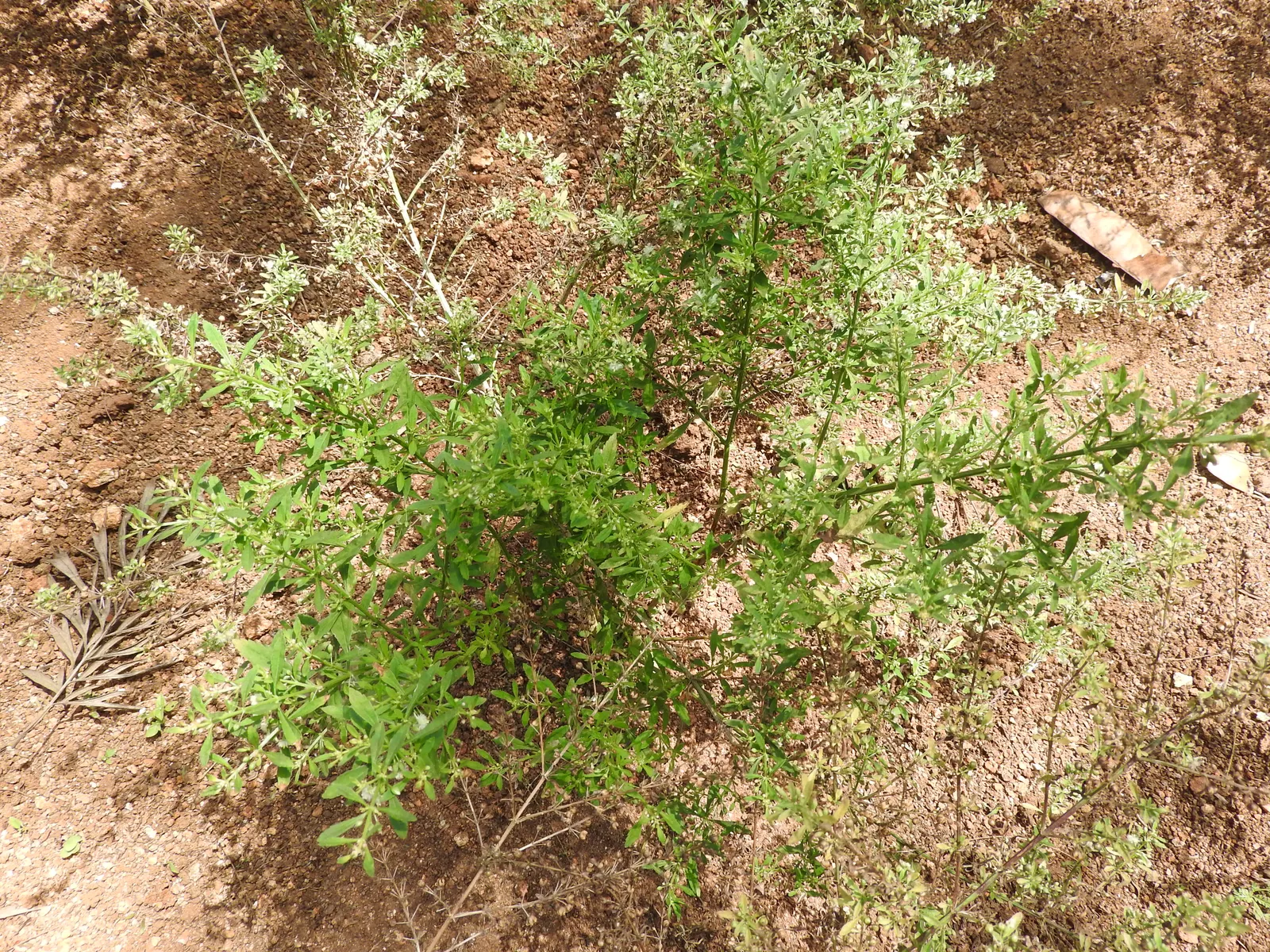 Sweet Broom (Genista Spachiana) — green foliage remains consistent year-round; this sun-loving plant thrives in USDA zones 8-10 and prefers well-drained soil