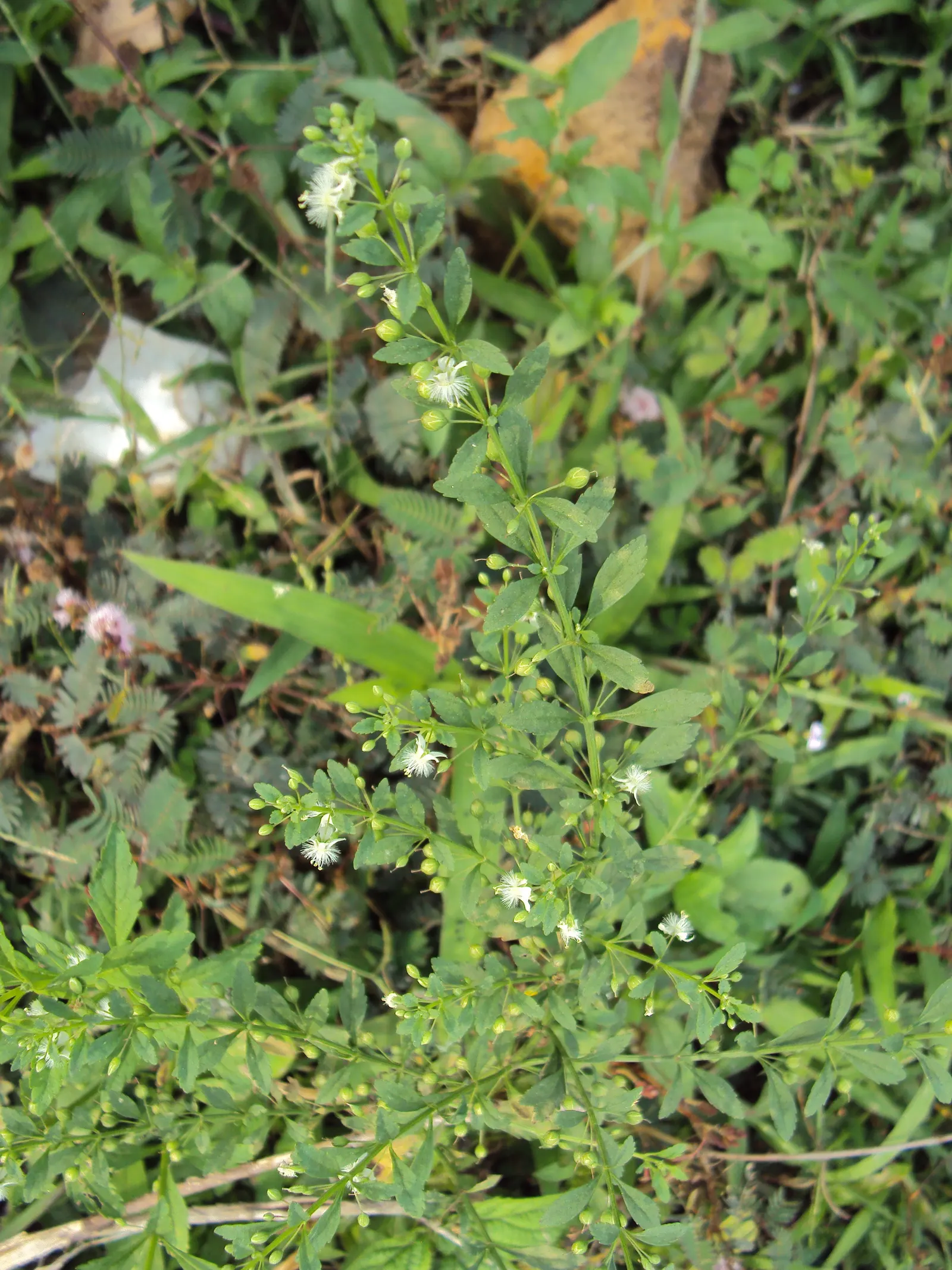Sweet Broom (Genista Spachiana) — With minimal irrigation requirements; evergreen shrub that can play a pivotal role in your landscape design with, image 67