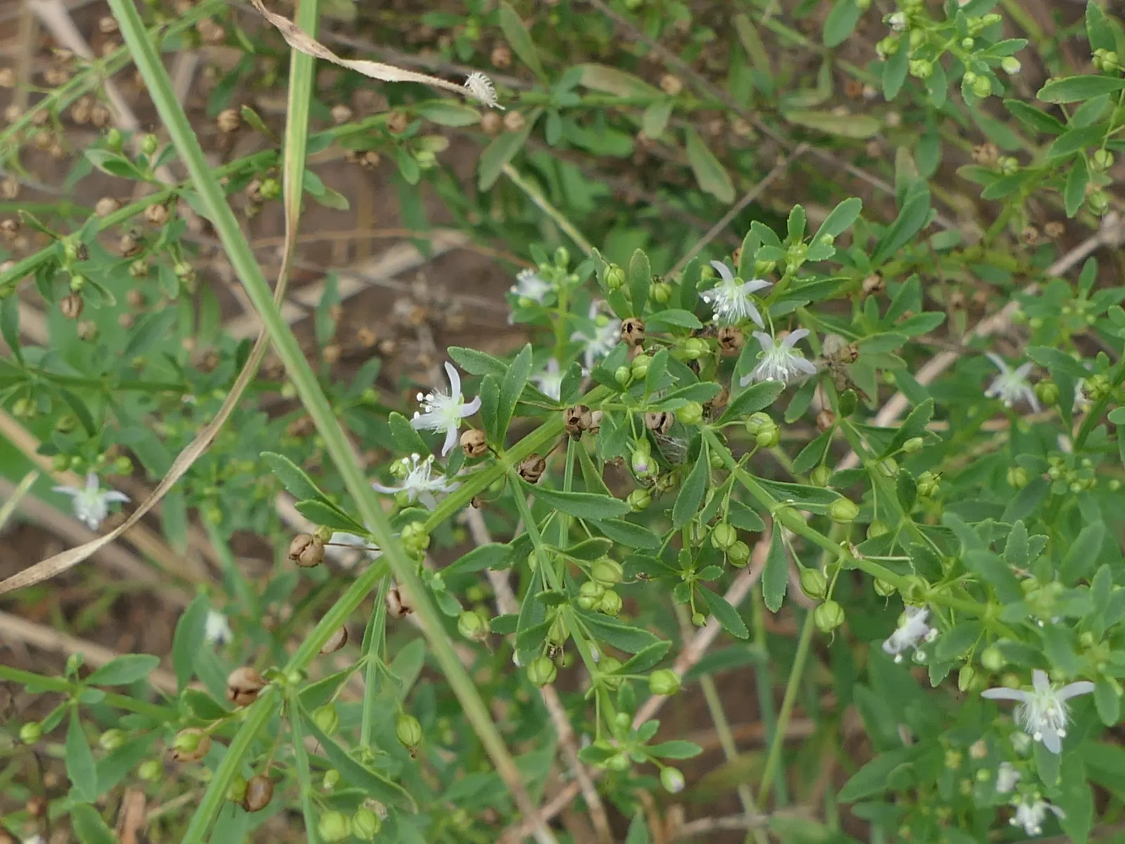 Sweet Broom (Genista Spachiana) — ensure it is planted in well-drained soil; it has a particular aversion to wet feet; enhancing the biodiversity of the garden
