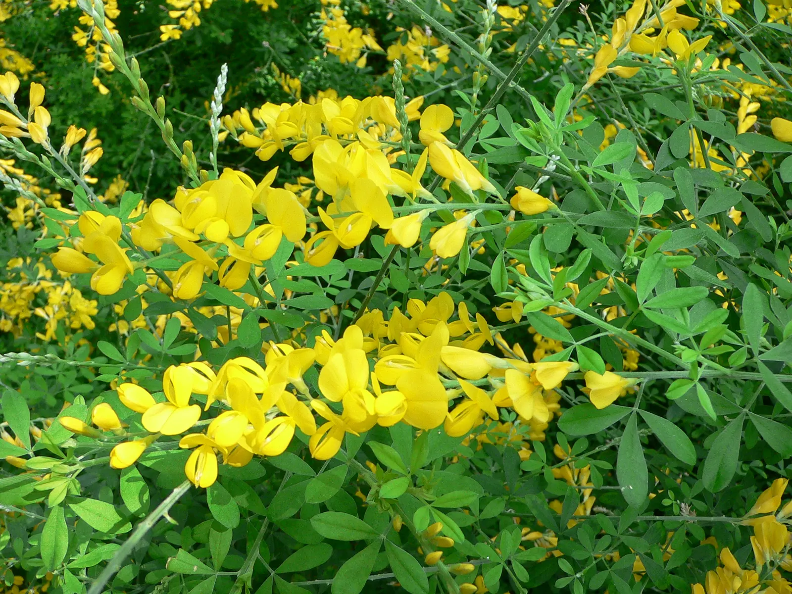 Sweet Broom (Genista Spachiana) — providing a continual backdrop for the scented; sweet Broom thrives in USDA hardiness zones 8 through 10, image 64