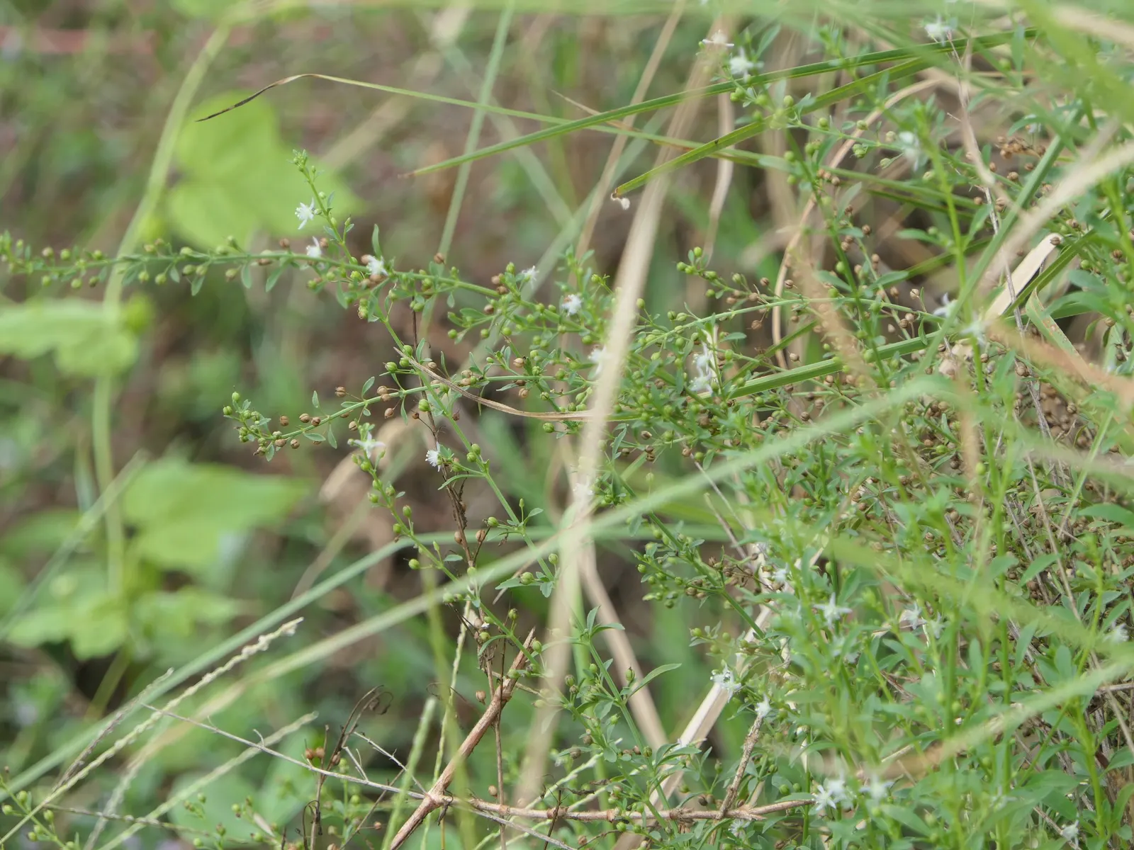 Sweet Broom (Genista Spachiana) — shrub for full
