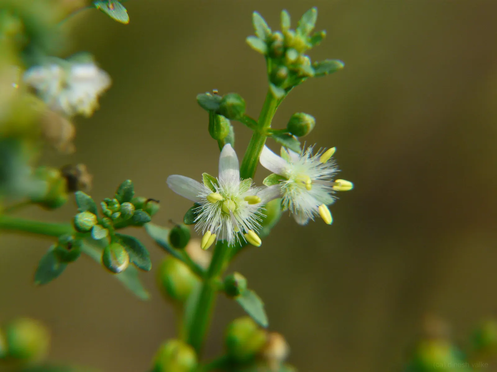 Sweet Broom (Genista Spachiana) — Favored for its vibrant yellow; occasional pruning after the flowering phase can help maintain its shape and, image 51