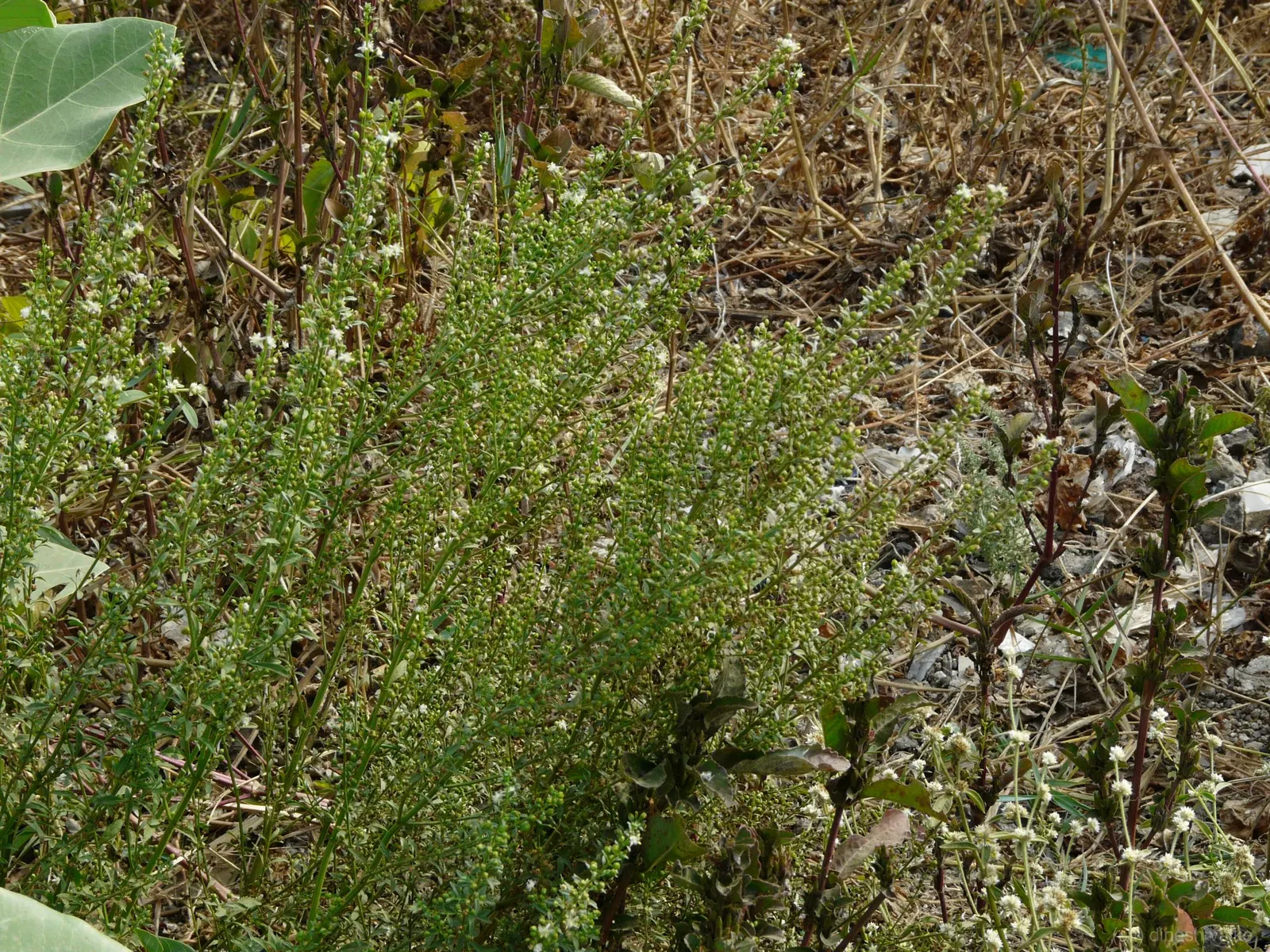 Sweet Broom (Genista Spachiana) — evergreen shrub that can play a pivotal role in your landscape design with its attractive
