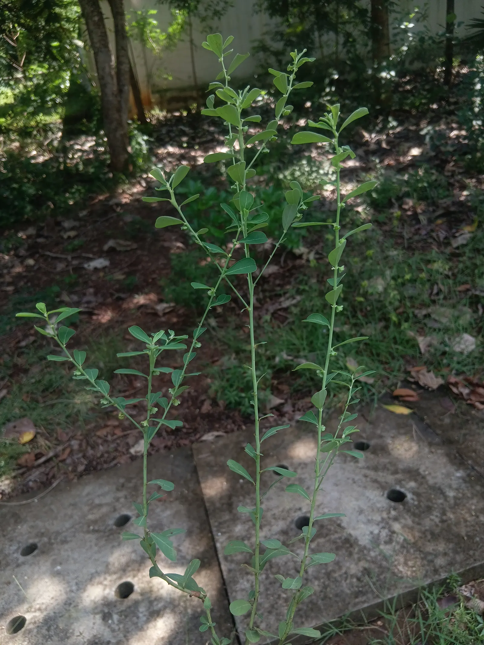 Sweet Broom (Genista Spachiana) — pea-like flowers in spring; also known as Easter Broom or Cytisus canariensis