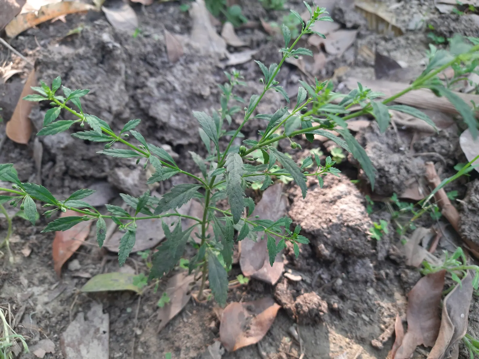 Sweet Broom (Genista Spachiana) — ensure it is planted in well-drained soil; it has a particular aversion to wet feet