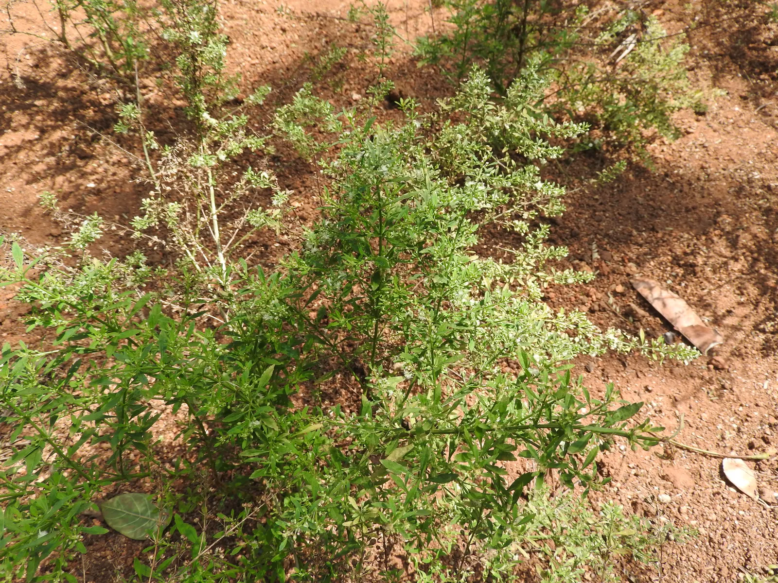 Sweet Broom (Genista Spachiana) — With minimal irrigation requirements