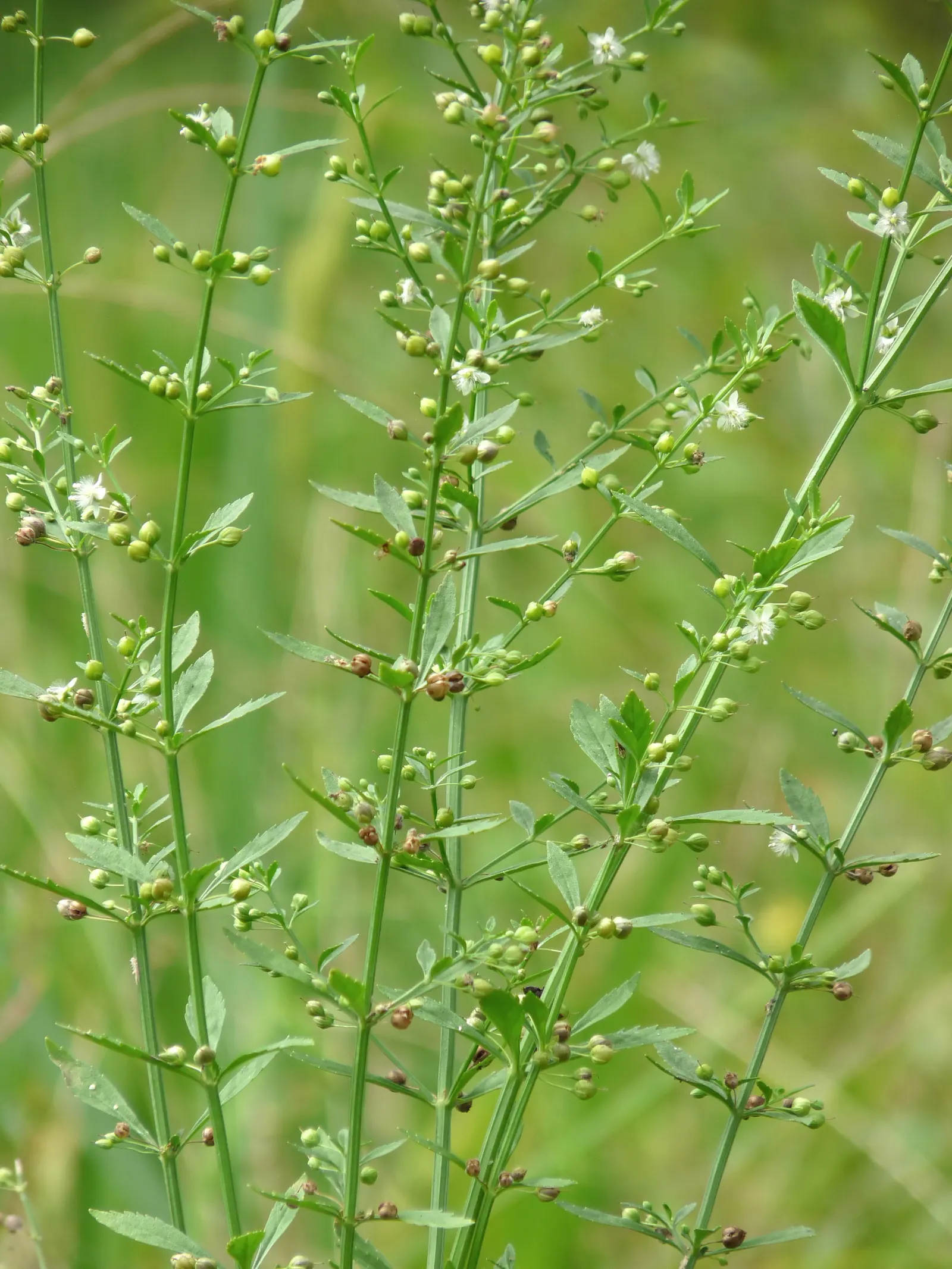 Sweet Broom (Genista Spachiana) — It's drought-tolerant once established and requires minimal maintenance