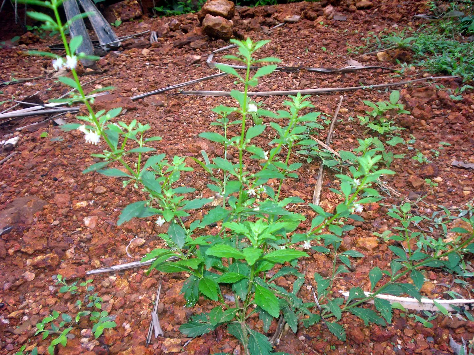 Sweet Broom (Genista Spachiana) — making it an ideal low-care addition to warm-climate landscapes; it offers a sweet fragrance and attracts pollinators