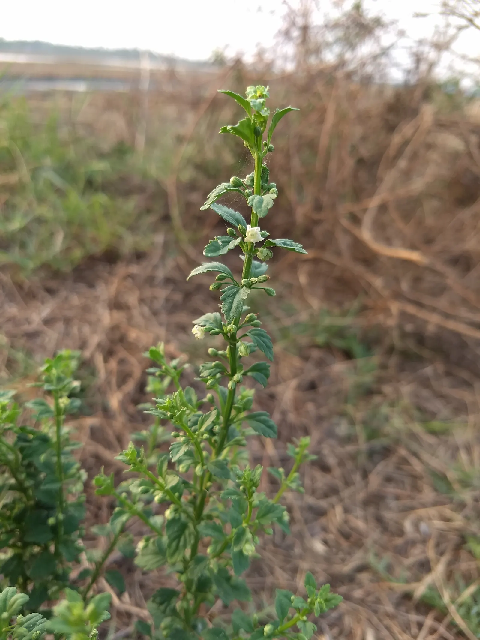 Sweet Broom (Genista Spachiana) — it offers a sweet fragrance and attracts pollinators; making it an ideal low-care addition to warm-climate, image 53