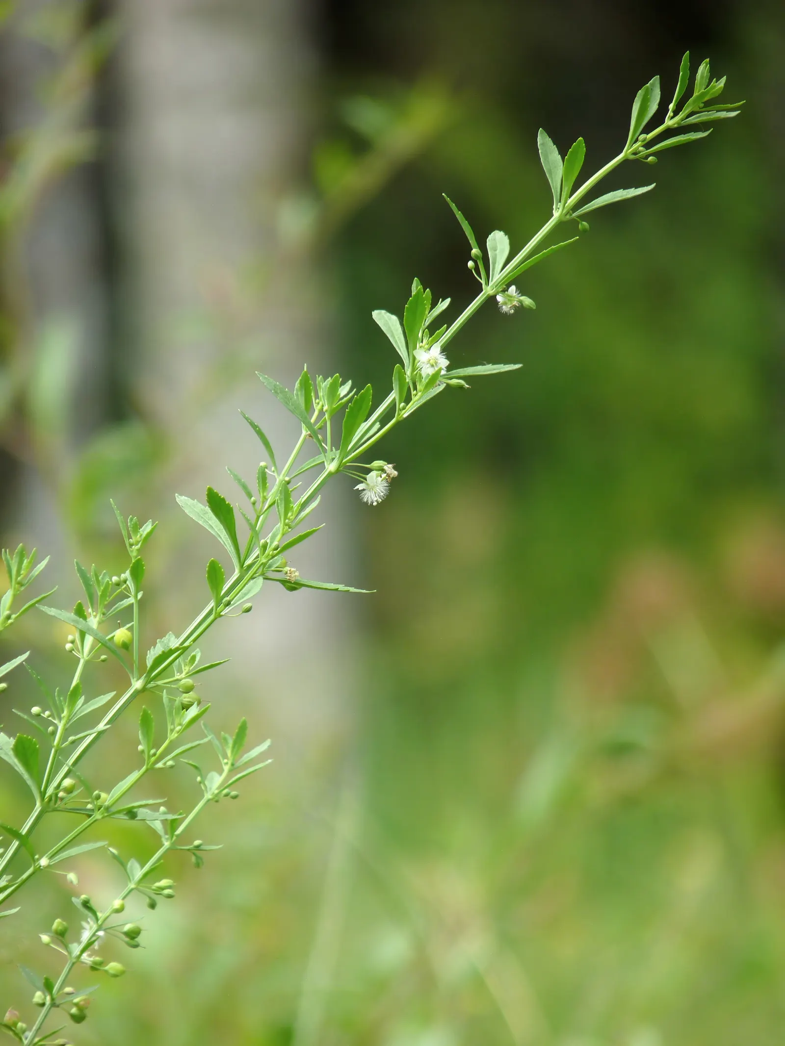 Sweet Broom (Genista Spachiana) — commonly referred to as Sweet Broom or Easter Broom