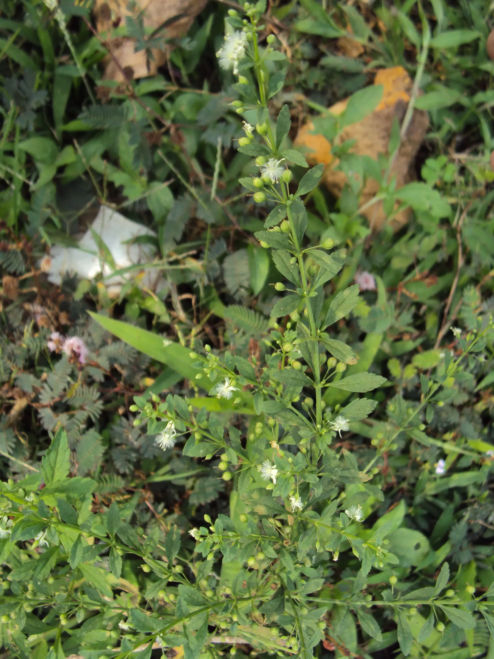 Sweet Broom (Genista Spachiana) — Favored for its vibrant yellow; occasional pruning after the flowering phase can help maintain its shape and encourage denser