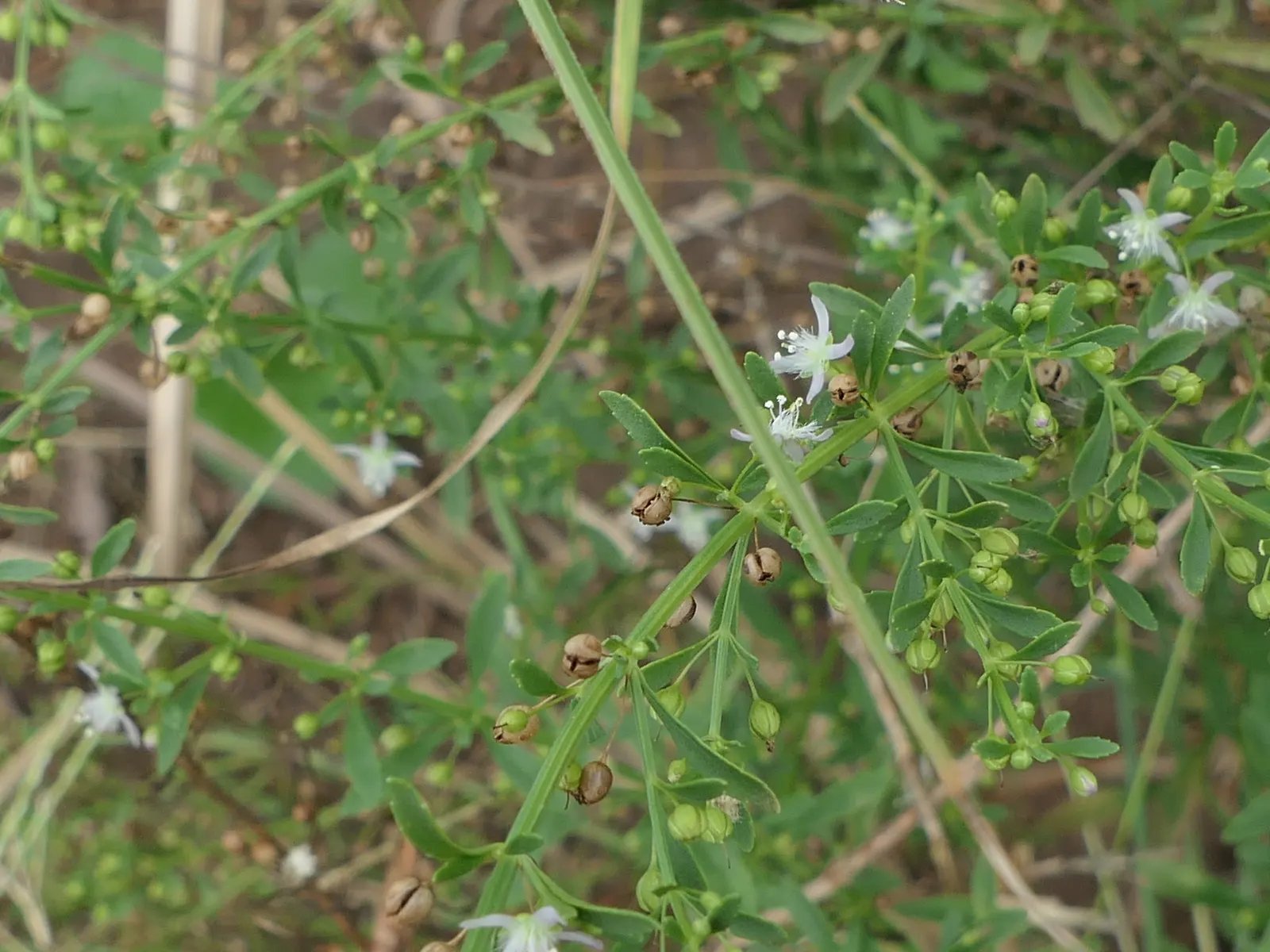 Sweet Broom (Genista Spachiana) — enhancing the biodiversity of the garden environment.<br><br>For the client