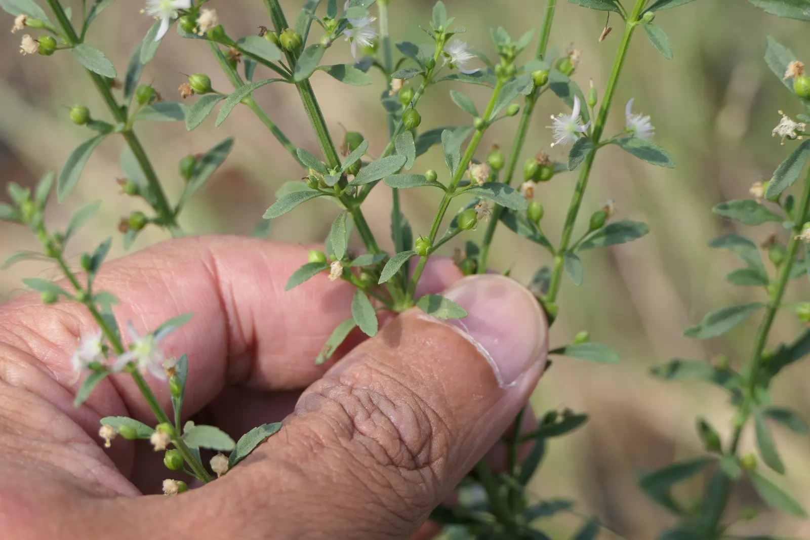 Sweet Broom (Genista Spachiana) — arching branches and profusion of bright yellow flowers; is an evergreen shrub reaching 6-8 feet in height and spread
