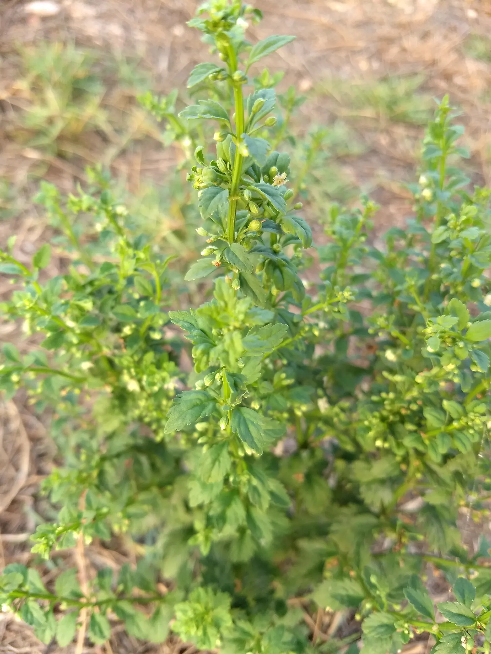 Sweet Broom (Genista Spachiana) — this plant matures to a height of approximately 6 to 8 feet with a spread of 5 to 6 feet; commonly referred to as, image 60