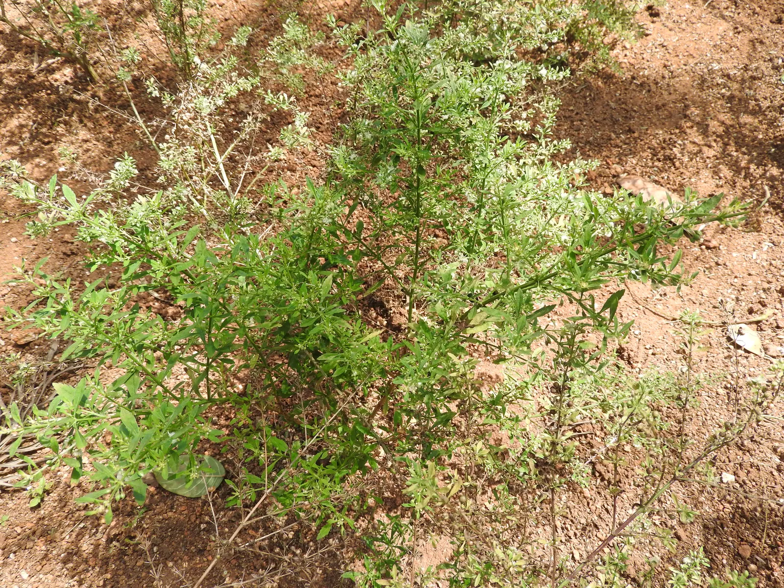 Sweet Broom (Genista Spachiana) — it offers a sweet fragrance and attracts pollinators; making it an ideal low-care addition to warm-climate landscapes