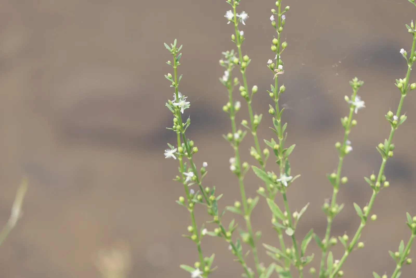 Sweet Broom (Genista Spachiana) — green foliage remains consistent year-round; this sun-loving plant thrives in USDA zones 8-10 and prefers, image 63