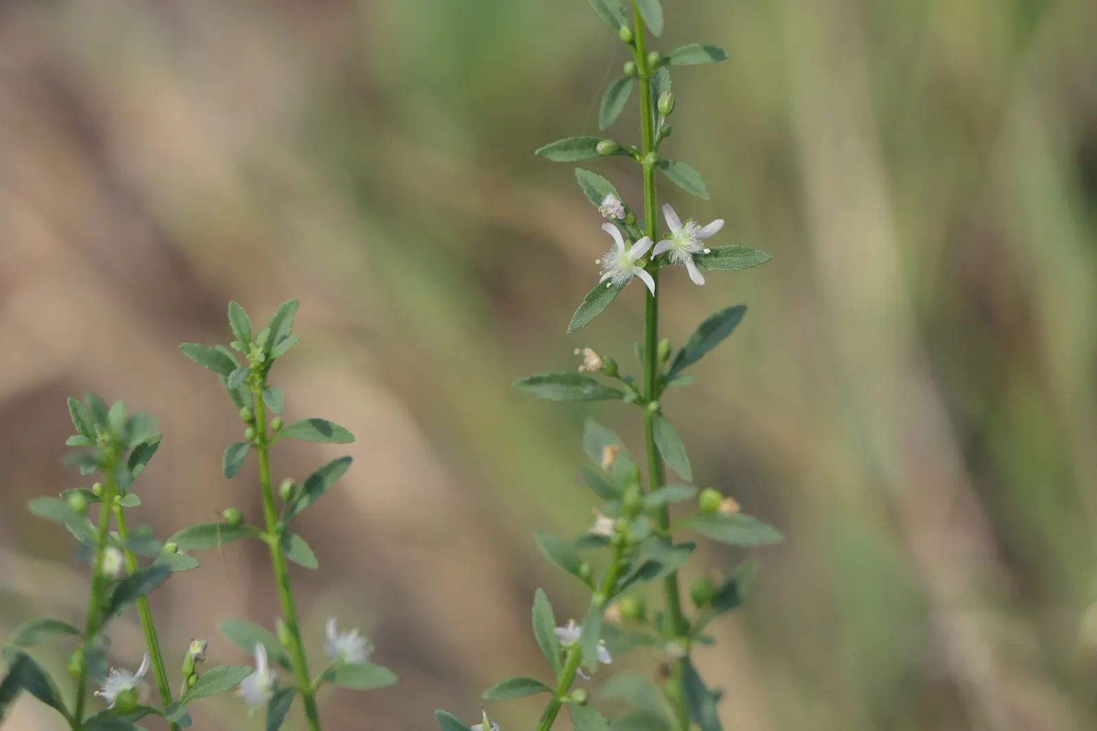 Sweet Broom (Genista Spachiana) — pea-like flowers in spring; also known as Easter Broom or Cytisus canariensis, image 52