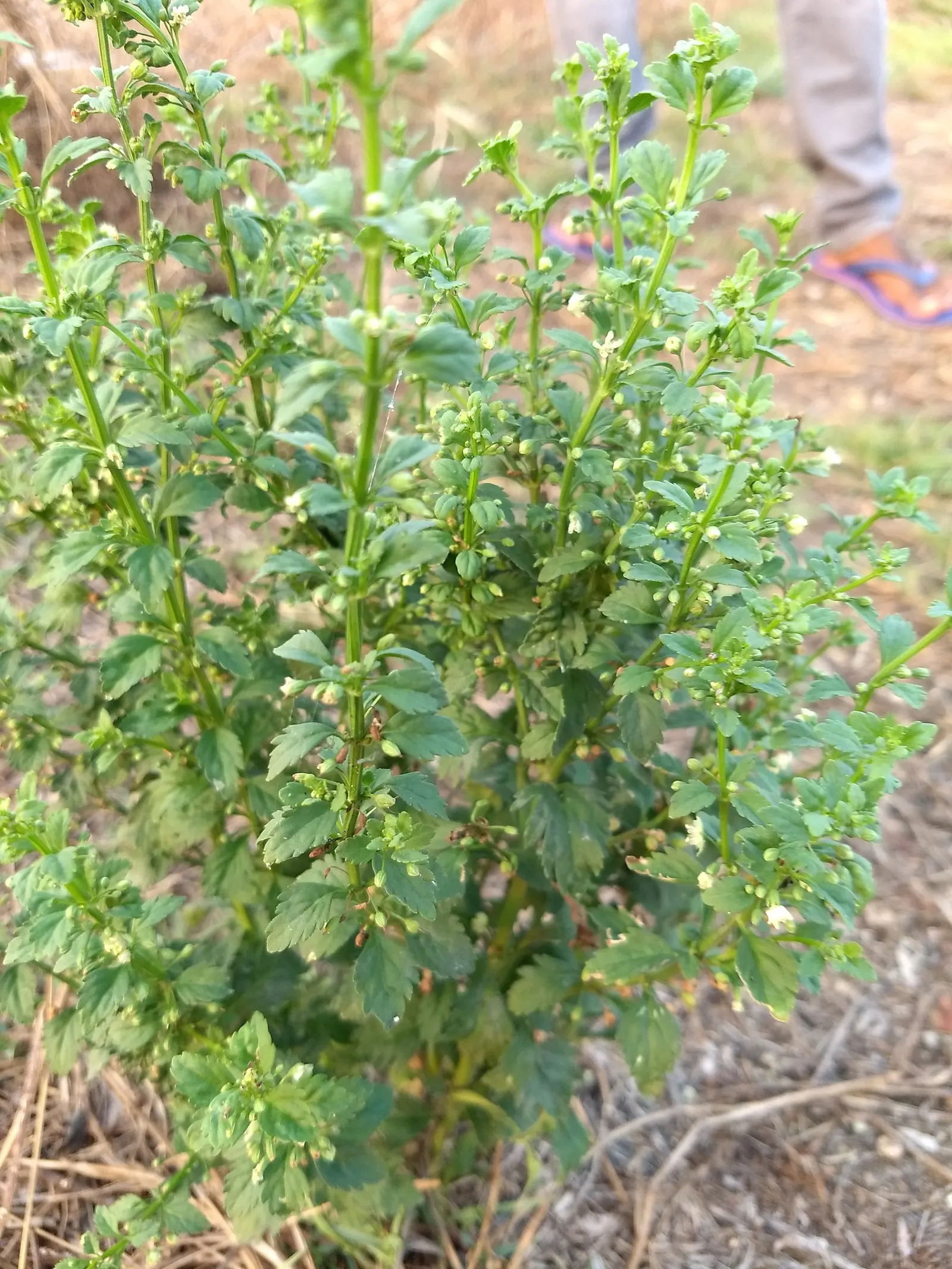 Sweet Broom (Genista Spachiana) — is an evergreen shrub reaching 6-8 feet in height and spread; arching branches and profusion of bright yellow, image 50