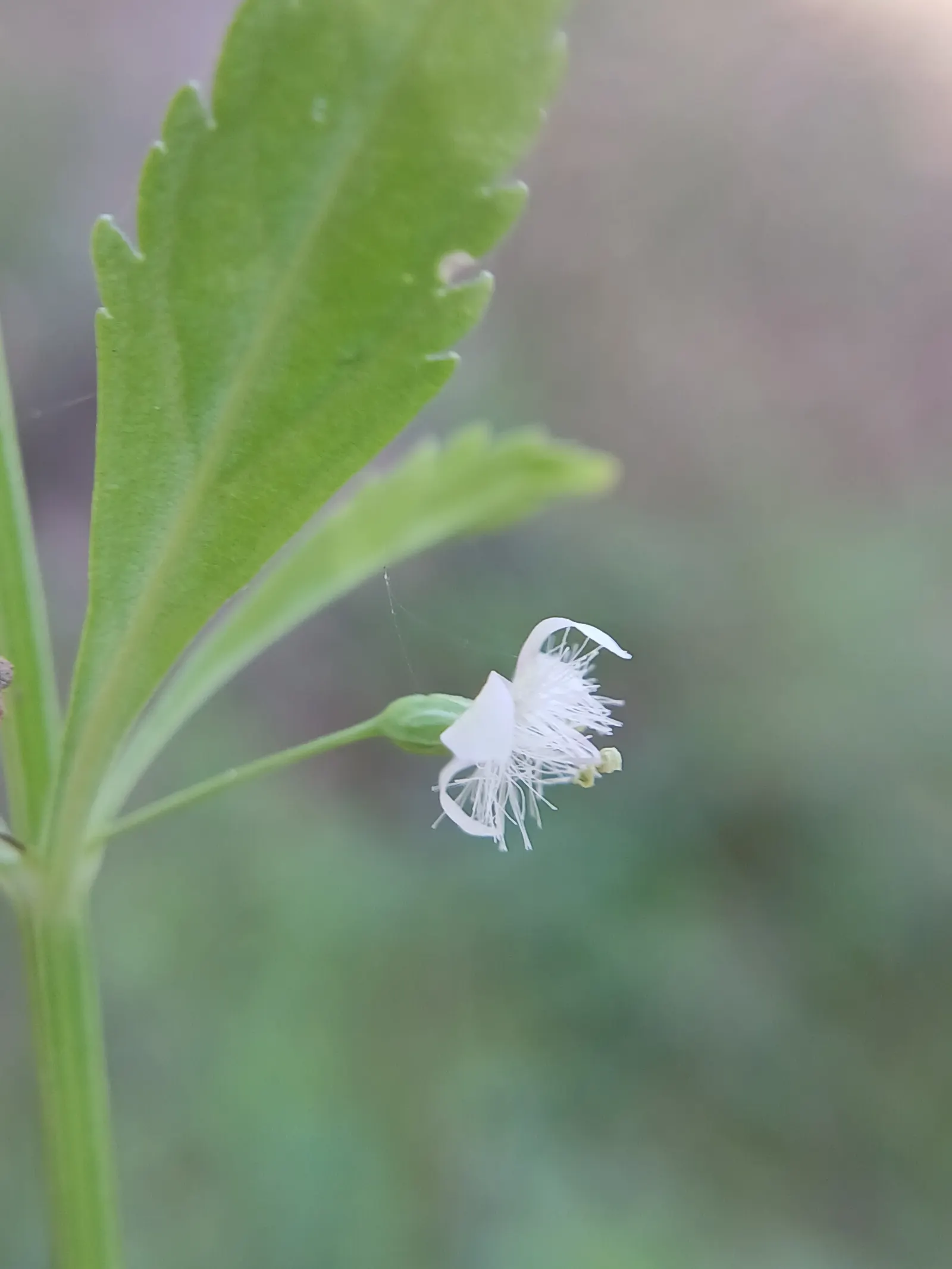 Sweet Broom (Genista Spachiana) — yellow flowers in the garden