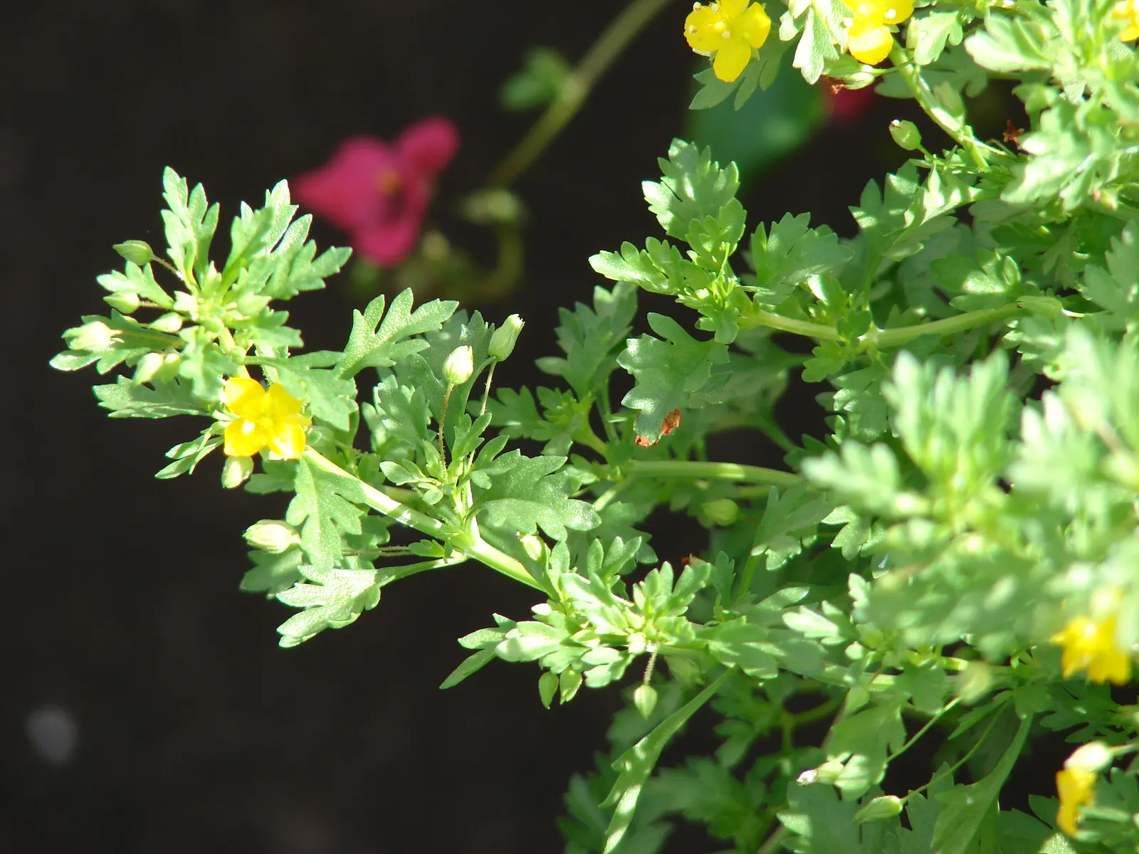 Sweet Broom (Genista Spachiana) — preferring full sun exposure to partial shade for optimal performance; shrub with yellow blooms