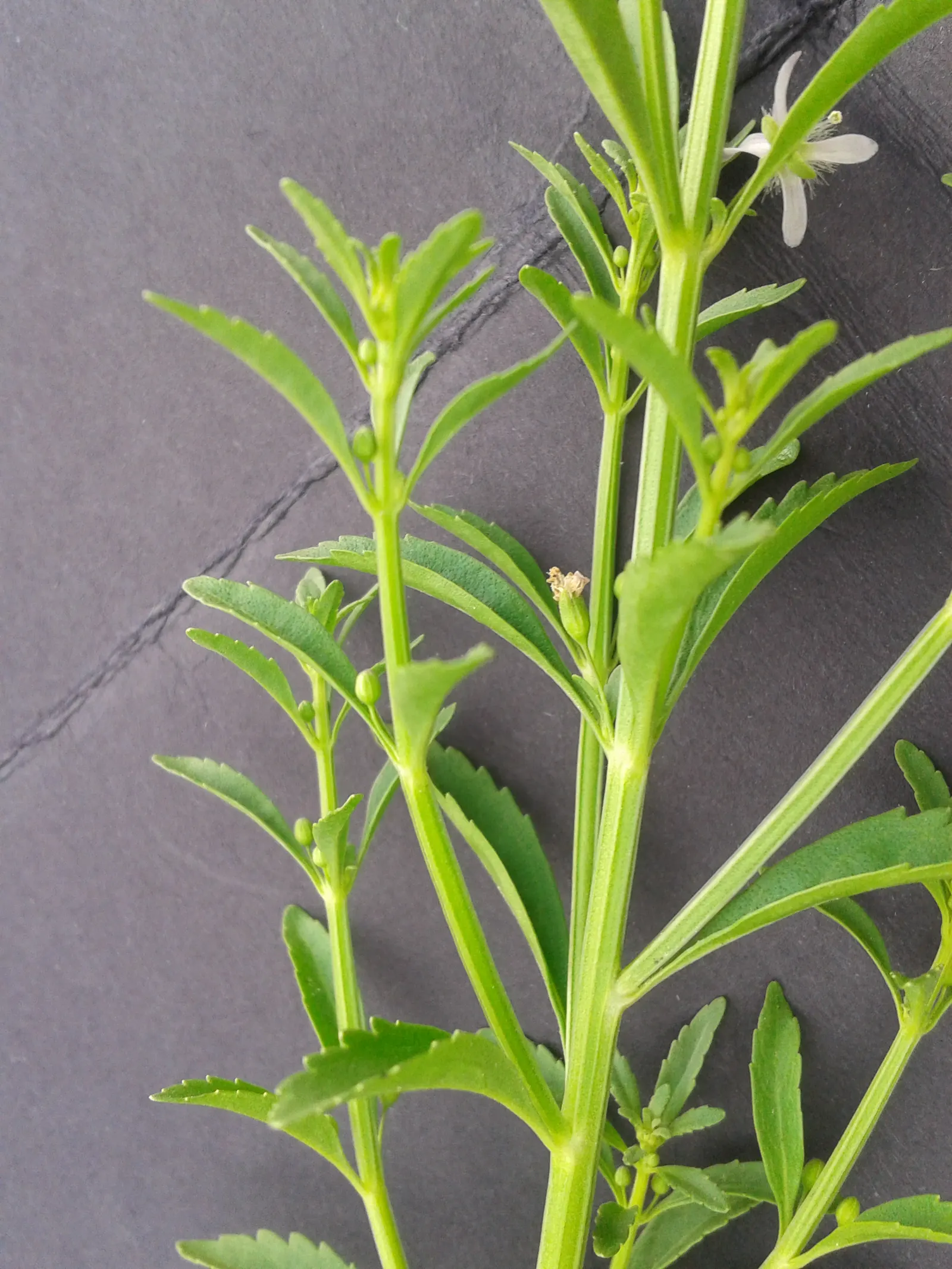 Sweet Broom (Genista Spachiana) — enhancing the biodiversity of the garden environment.<br><br>For the client; ensure it is planted in well-drained, image 68